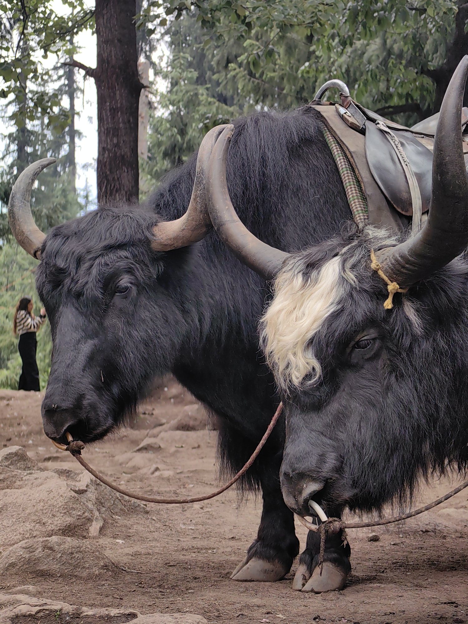 The image shows two yaks with large, curved horns and shaggy black fur standing on dirt and rocky ground. One yak in the foreground has a distinctive patch of white fur on its forehead. Both yaks have nose rings through which ropes are threaded, suggesting they are being used for transport or as pack animals. A saddle with a worn leather seat and a patterned blanket underneath is visible on the back of the yak in the background.
In the blurred background, a person wearing a striped top and a long dark skirt is standing and appears to be taking a photo with a phone. Behind the person, tall trees with green foliage suggest a mountainous or forest setting. The lighting is soft and diffused, indicating it might be overcast or late afternoon. The overall atmosphere is one of a natural, possibly tourist-oriented location, given the presence of the yaks and the person with a camera. The location is identified as Solang, India. No visible text is present in the image.