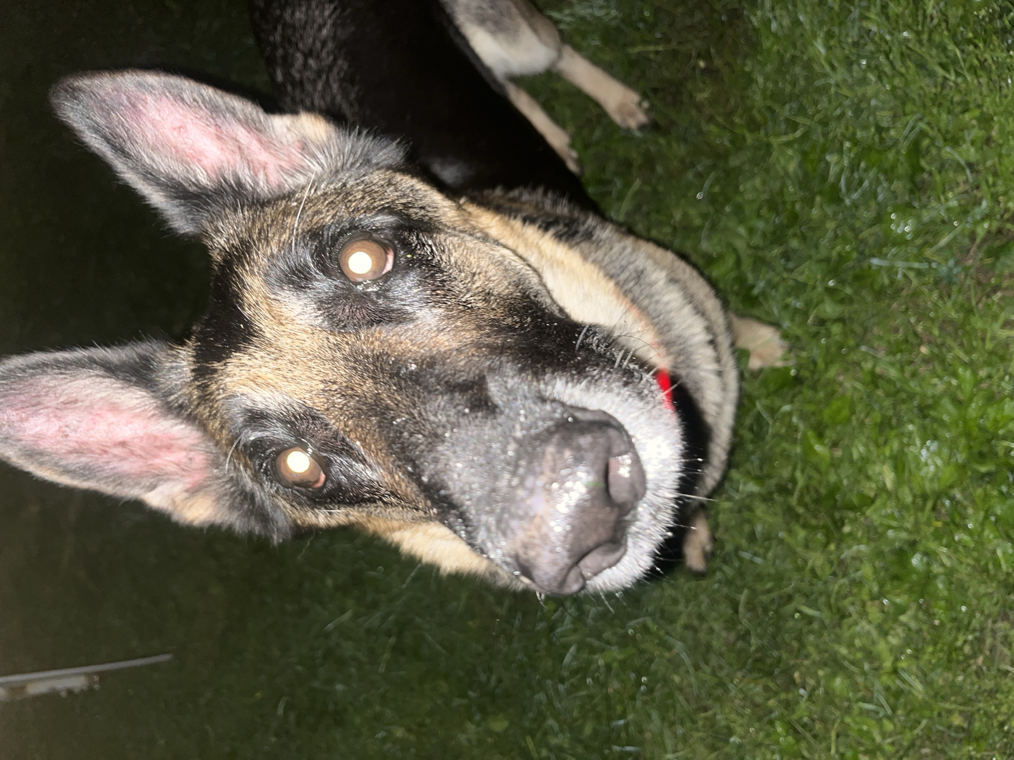 The image is a close-up, high-angle shot of a German Shepherd dog's face, looking upwards. The dog's nose is wet and speckled with what appears to be water droplets. Its eyes are bright and reflect the light, with a noticeable red glow. The dog has large, alert ears. It is wearing a red collar. The background is dark, suggesting it is nighttime, with a green, grassy surface visible, possibly a lawn or park. There is a faint, out-of-focus vertical object in the upper left corner. The image does not contain any elements that would allow for the determination of its location in Nizhny Tagil, Russia, or any other specific city.