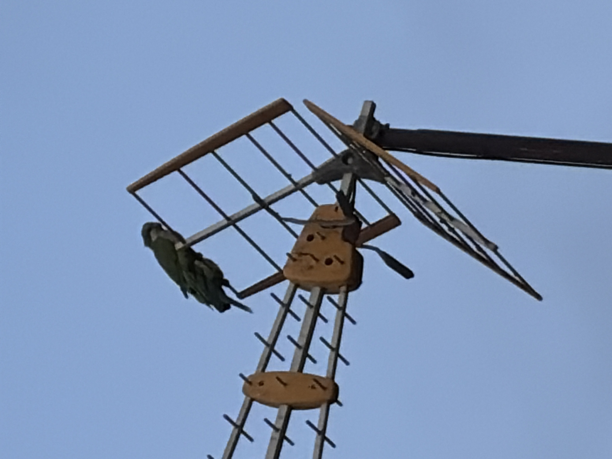 A green parrot is perched on an old television antenna against a clear blue sky. The antenna is made of metal rods and wooden components, and it appears to be old and weathered. The parrot is facing to the left, with its head turned slightly upwards. The image was taken in the city of Torrevieja, Spain, known for its coastal location and historical significance.