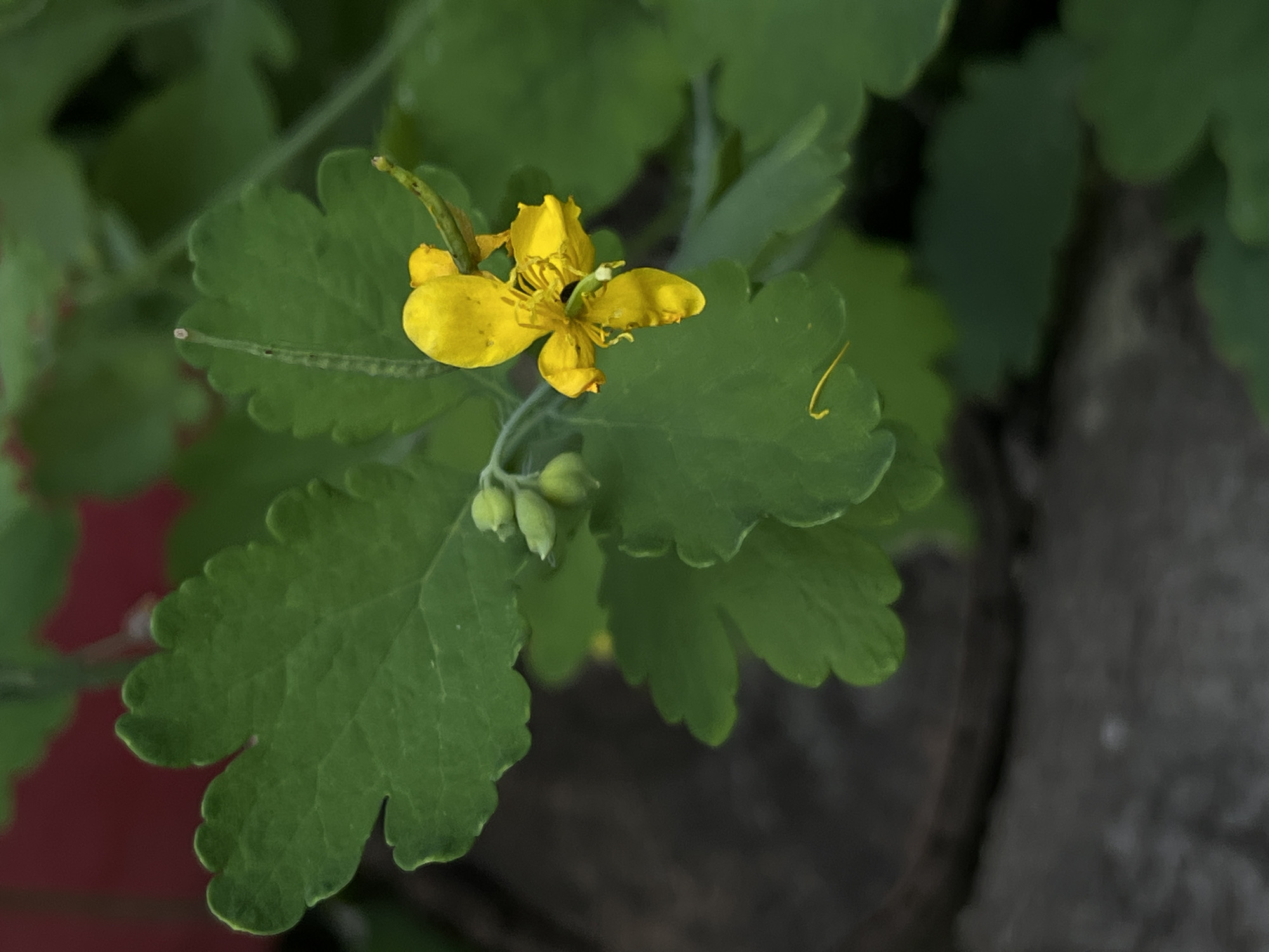 A close-up, natural light, vertical shot features a bright yellow flower with four petals and visible stamens, with a few green seed pods clustered behind it. The flower is surrounded by large, serrated green leaves. The background is a mix of dark, out-of-focus green foliage and a dark, textured surface, possibly a stone or wooden object. The scene is likely a garden or natural setting within the city of Lviv, Ukraine.