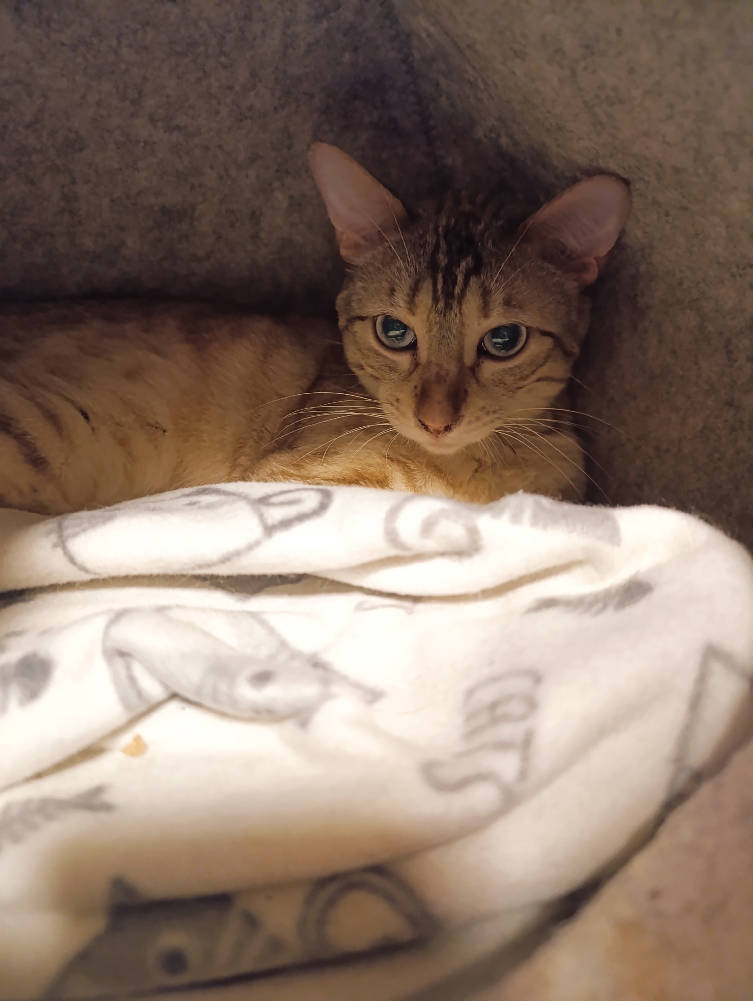 A tan tabby cat with light blue eyes is partially covered by a white blanket with a grey cat pattern, including the word "Cats". The cat is in a grey, cushioned bed or enclosure. The location is Unknown, Unknown.