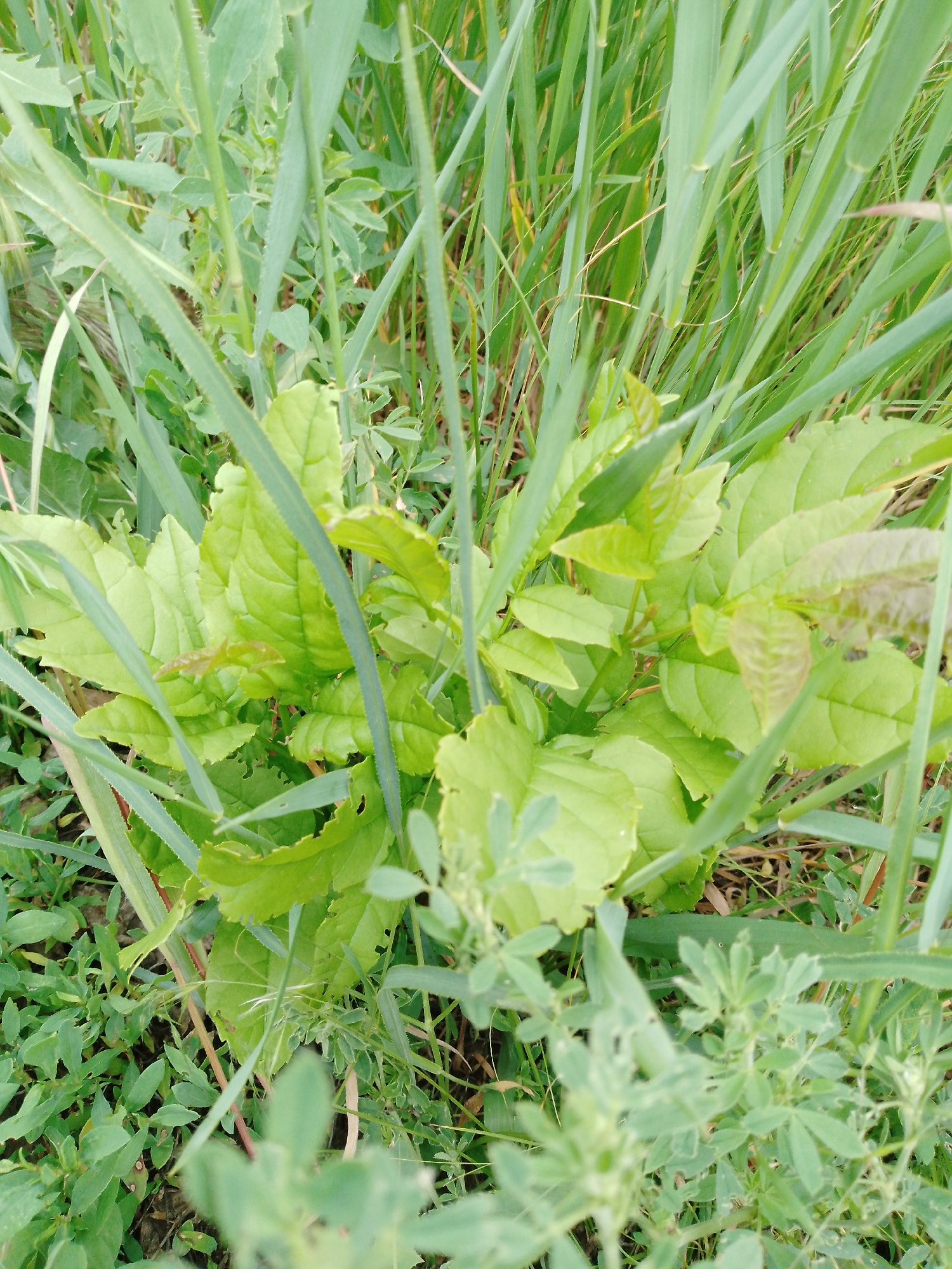The image shows a patch of green vegetation. There are a variety of plants, including grasses and broadleaf plants, growing closely together. The plants appear to be healthy and vibrant. The location is unknown.