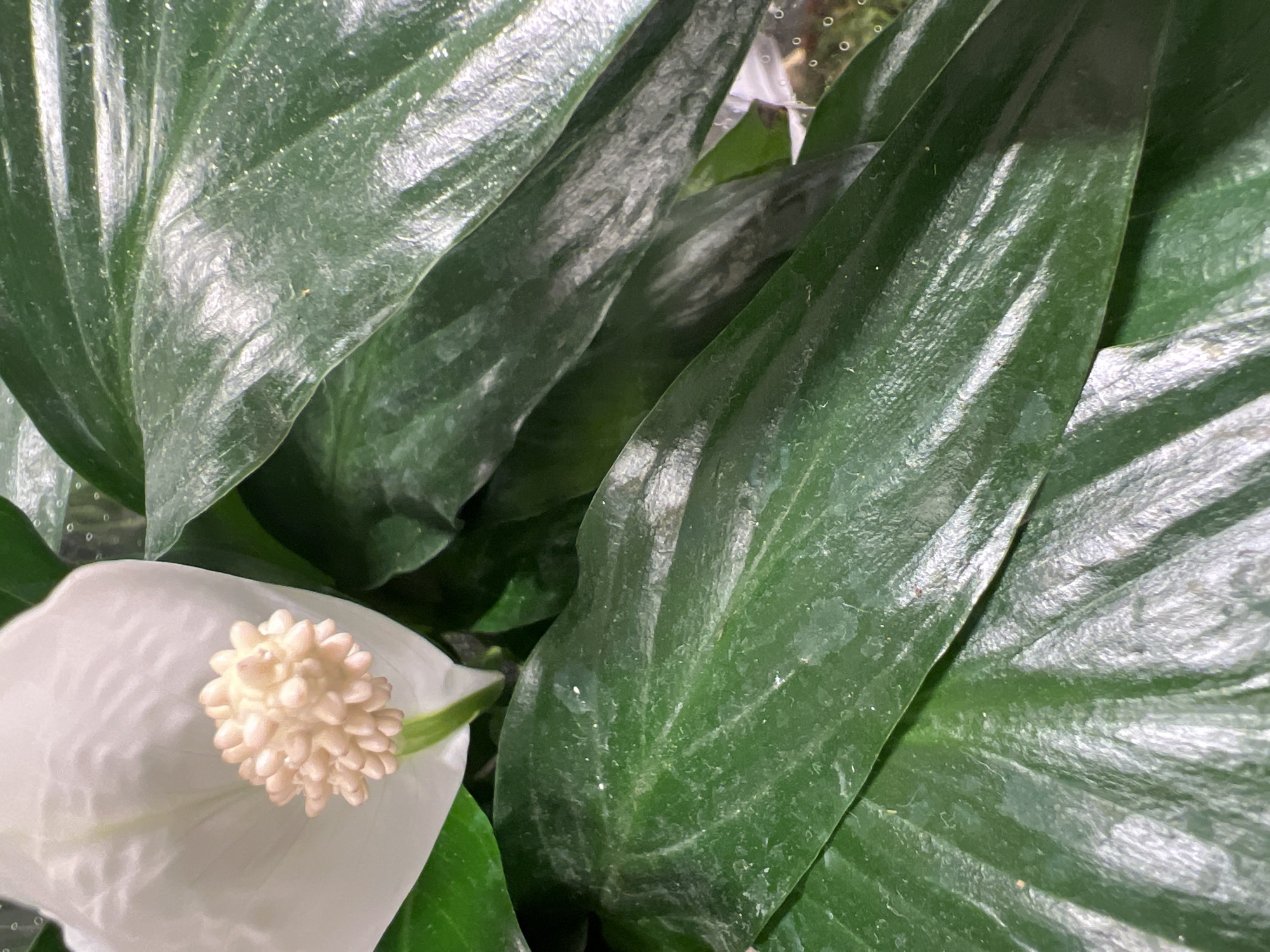 This is a close-up, high-angle shot of a Peace Lily plant. The main subjects are the plant's large, dark green leaves and a single white spathe with a creamy-white spadix at its center. The leaves are glossy and appear to have some dust or water droplets on their surface, catching the light. The veins of the leaves are visible, creating a textured pattern. The white spathe is delicate and curved, framing the central, almost spherical spadix which is composed of many small, rounded florets. The background is filled with more green leaves, suggesting a dense planting or a close grouping of foliage. The lighting is bright, creating highlights on the glossy surfaces of the leaves and the white flower. No people, text, or discernible environmental cues like weather or time of day are present to provide further context beyond the plant itself. The focus is entirely on the botanical details of the Peace Lily.