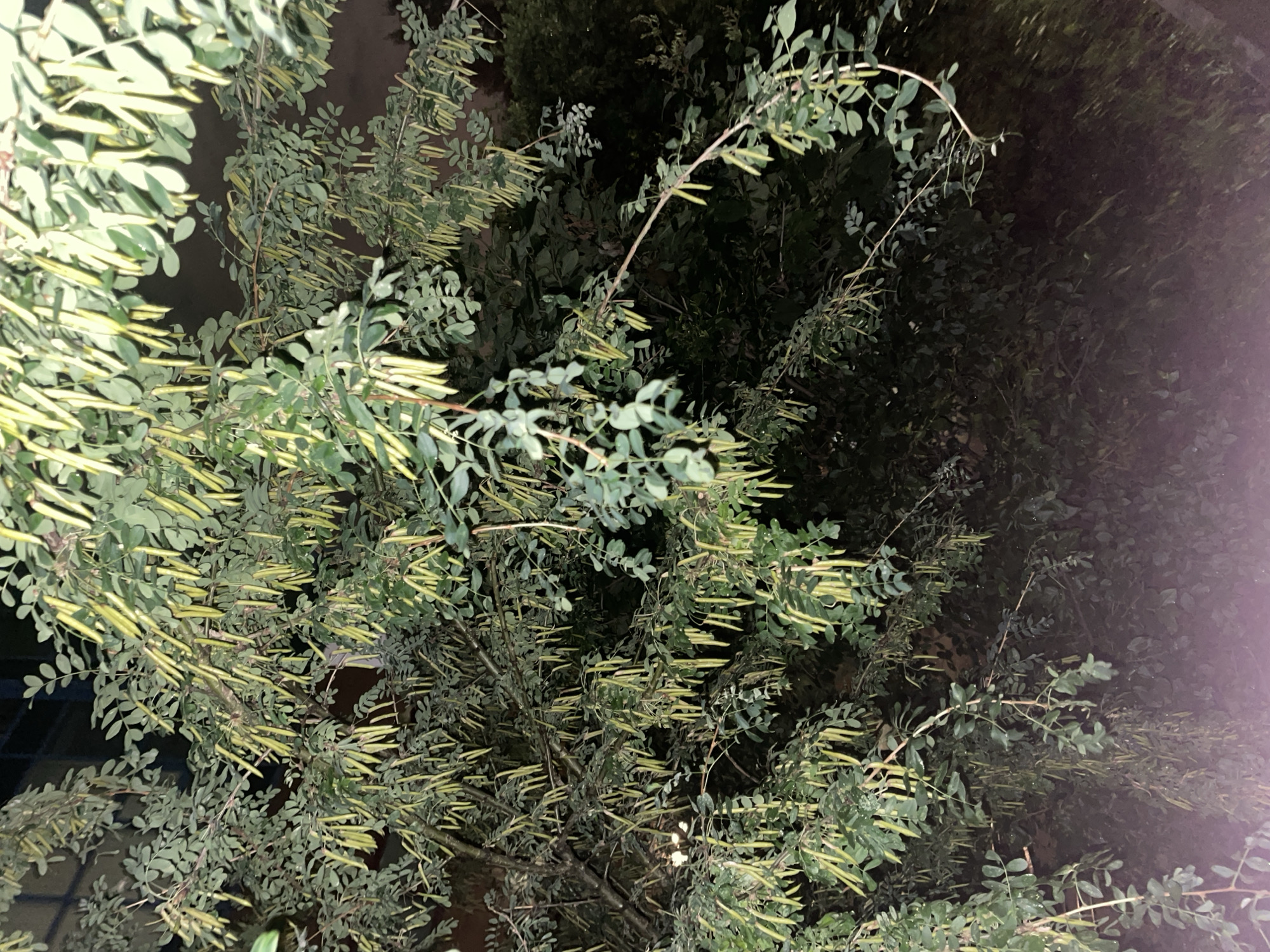 The image shows a dense tree with long, green, pod-like fruits hanging from its branches. The leaves are small and compound, typical of many deciduous trees. The lighting suggests it is nighttime, possibly with artificial light illuminating the tree from below or the side, creating some light and shadow play on the foliage and fruits. The background is dark and indistinct, with hints of buildings or structures visible on the upper left. The scene is likely an outdoor urban environment, given the mention of Krasnogorsk, Russia. There are no people or animals visible in the image. The focus is entirely on the tree and its fruit.