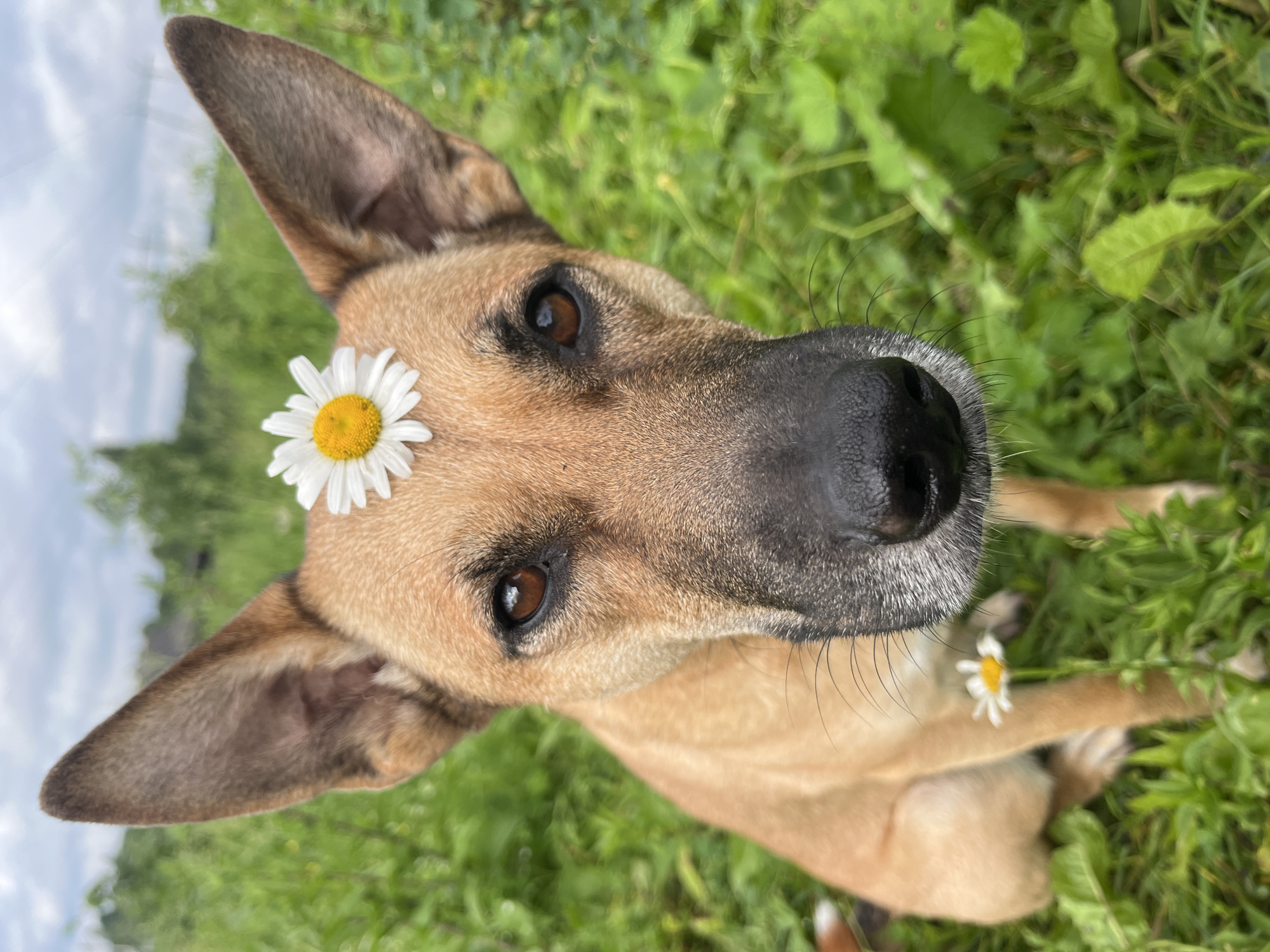 A medium shot captures a tan-colored dog with large ears and intelligent brown eyes sitting in a grassy field. A white daisy with a yellow center is placed on the dog's forehead, between its eyes. The dog's nose is dark, and it has prominent whiskers. In the background, lush green foliage and a hazy sky are visible. The image appears to be taken outdoors in a natural setting, possibly in a park or a rural area. There is no indication of the city of Nizhny Tagil, Russia, or any specific location details in the image itself.
