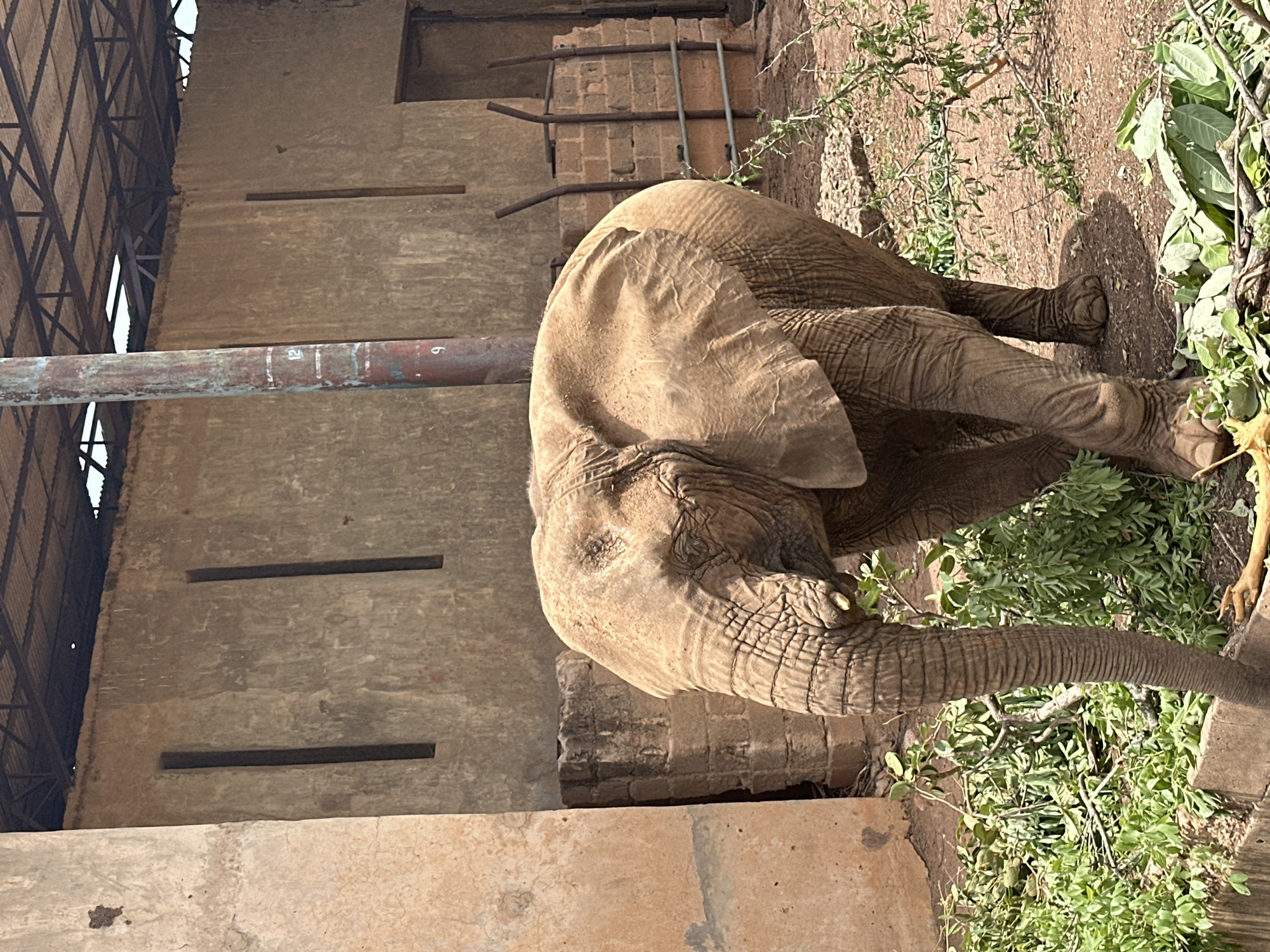 An elephant is depicted feeding in an outdoor enclosure in Jos, Nigeria, under bright daylight. The primary subject is a large, adult African elephant, identifiable by its substantial ears and dusty light brown-grey, wrinkled skin. It is positioned with its front legs bent, possibly kneeling, as it actively consumes a pile of fresh green leafy branches scattered on the dry, earthy ground. Its trunk is extended, grasping the foliage, and it appears focused on its meal.
The background features a tall, rustic concrete or mud-brick wall to the left, which has several narrow, rectangular openings or vents. A sturdy, rusty metal pole or pipe traverses the mid-ground horizontally, extending from this wall. Faint markings resembling the numbers "12" and "6" (or an inverted "9") are visible on the pole. In the upper left, a metal framework, possibly part of a roof structure or scaffolding, is visible. More brickwork and sparse greenery are present in the background on the right side of the image. The bright sun casts strong shadows, indicating a clear, sunny day, likely midday or early afternoon. The elephant appears calm and undisturbed while eating.