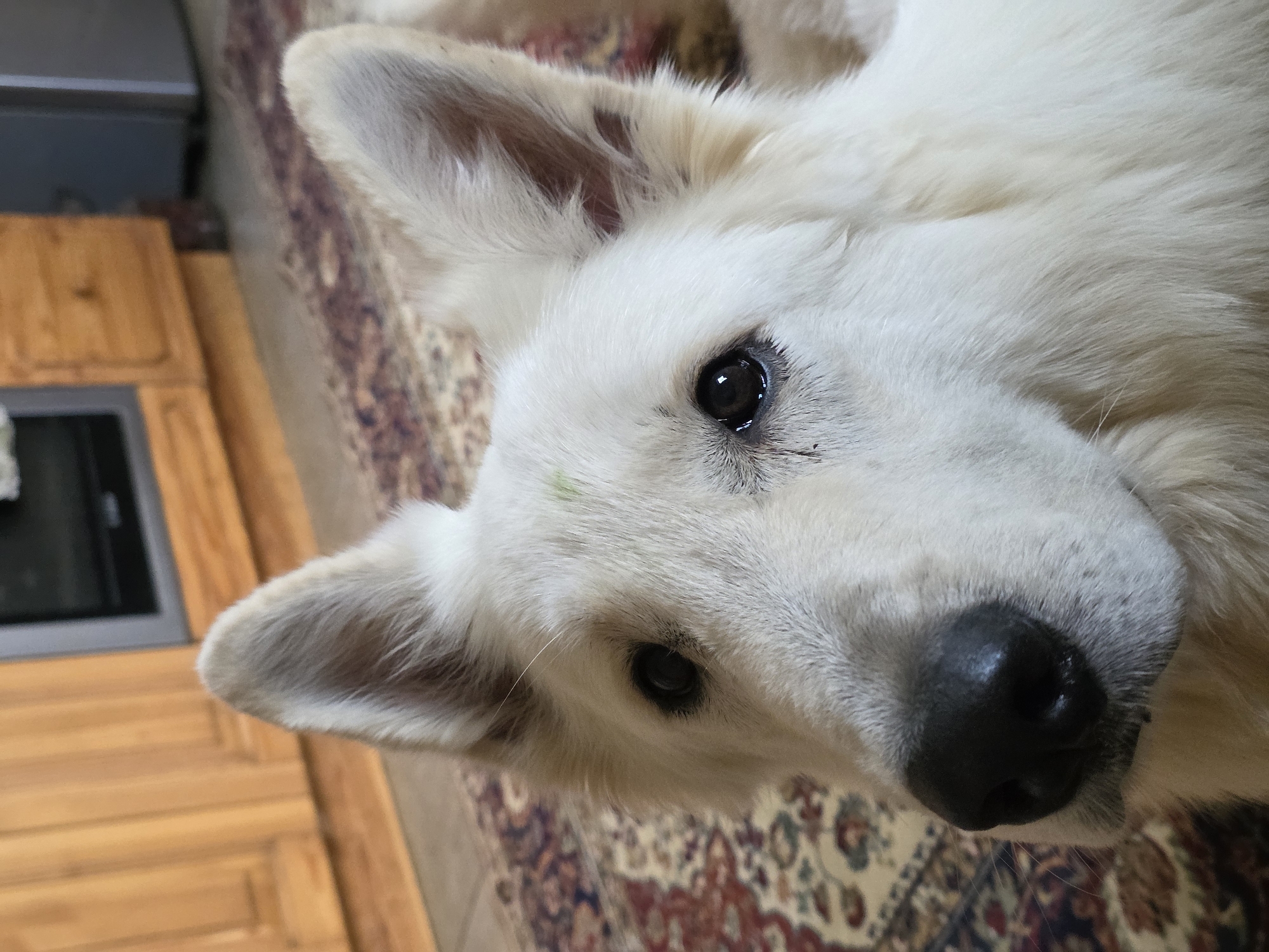 A close-up, eye-level shot focuses on the face of a white dog, possibly a German Shepherd or similar breed. The dog's fur is primarily white with some subtle cream or light brown undertones. Its ears are upright and alert, and its dark eyes are looking slightly upwards and to the left. A small, faint green smudge is visible on the dog's forehead. The dog's black nose is prominent, with a slightly wet appearance. In the background, a patterned rug covers the floor, and behind that, wooden cabinets and a stainless steel appliance, likely a kitchen range, are visible. The overall setting suggests an indoor residential environment, potentially a kitchen. There are no humans present in the image. The lighting appears to be natural or from an overhead source, casting soft shadows. The image is sharply focused on the dog's face, with the background softly blurred. There is no information available to determine the specific location within the city of Речицы, Russia.