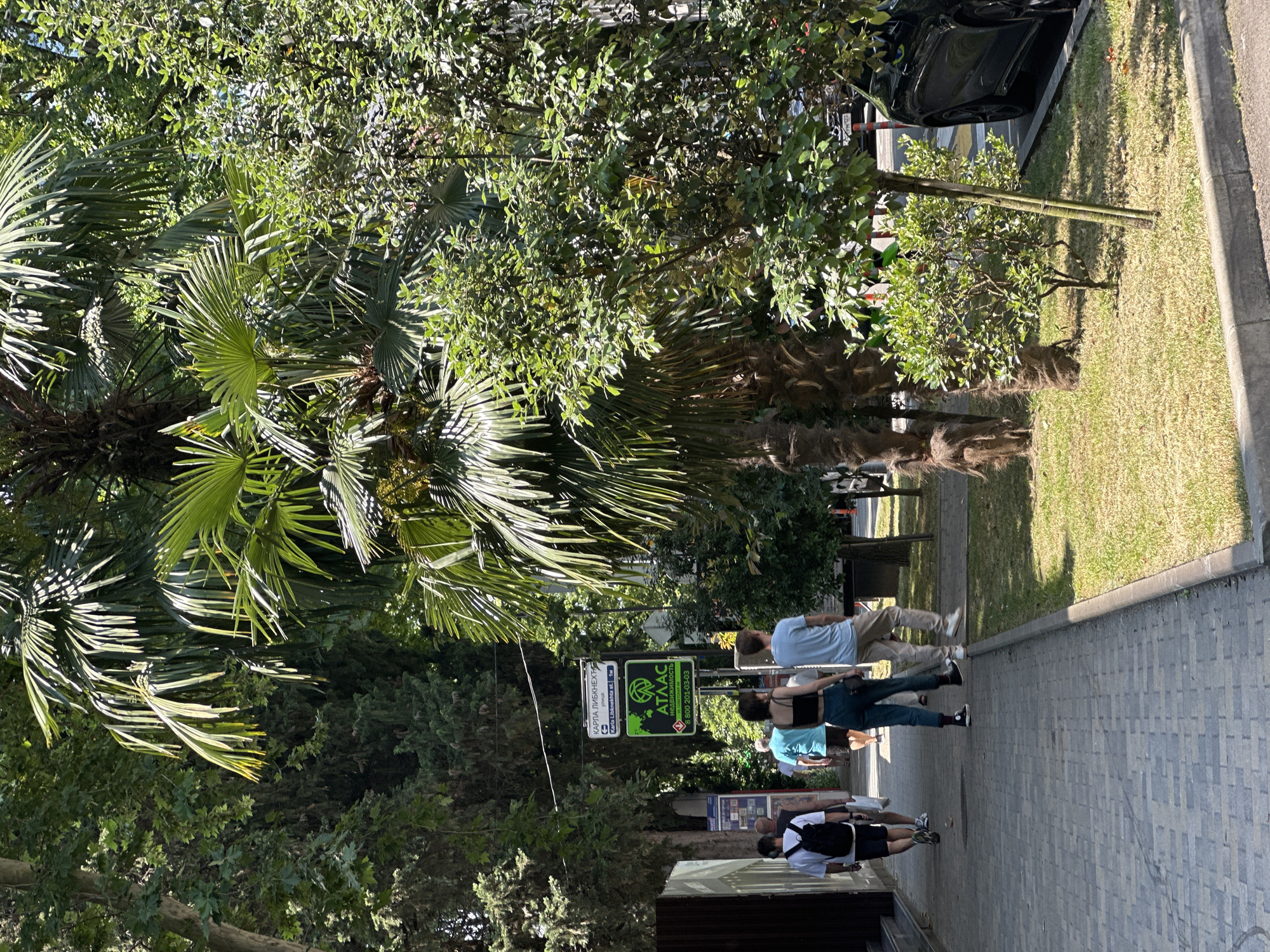 The image depicts a street scene in Sochi, Russia, with a paved sidewalk running alongside a grassy area and lush vegetation. Several people are walking on the sidewalk. On the left, a man with a backpack walks away from the camera. To his right, a woman with dark hair and a black top and dark pants is walking towards the camera, followed by a man in a light blue t-shirt and beige pants. Further down the sidewalk, another person in a blue t-shirt and shorts is walking away.
A prominent green sign with "АТЛАС" and other Russian text is visible, indicating a business or service. Above it, a smaller white sign reads "КАРЛА ЛИБКНЕХТА st." with a street name in English. Palm trees and other leafy trees dominate the background, creating a tropical or subtropical ambiance. A black car is parked on the right side of the image, partially visible. The scene is bathed in sunlight, suggesting a clear day.