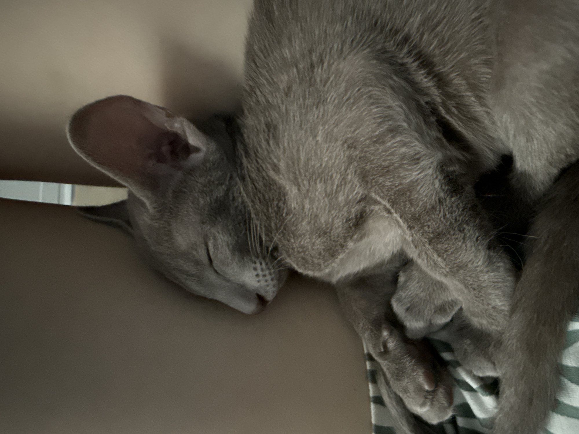 A gray cat is sleeping peacefully, curled up and nestled against a person. The cat's eyes are closed, and its ears are large and prominent. The cat is resting on a striped blanket. The background is out of focus, but appears to be an indoor setting. There is no discernible location in Moscow, Russia.