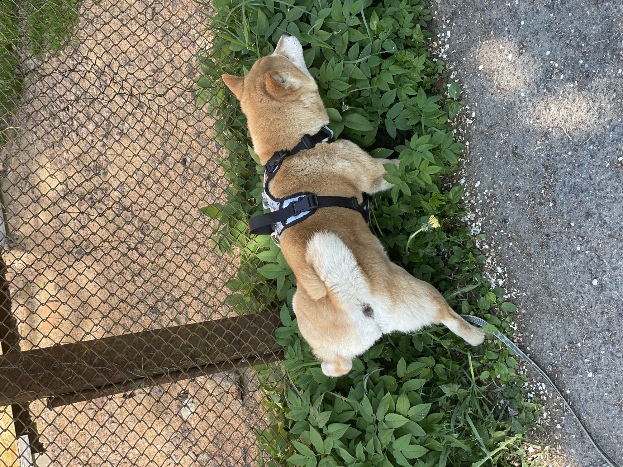 A tan Shiba Inu dog wearing a black and white patterned harness and leash is lying down in a patch of green plants near a metal fence and a concrete path. The location may be Sestroretsk, Russia.