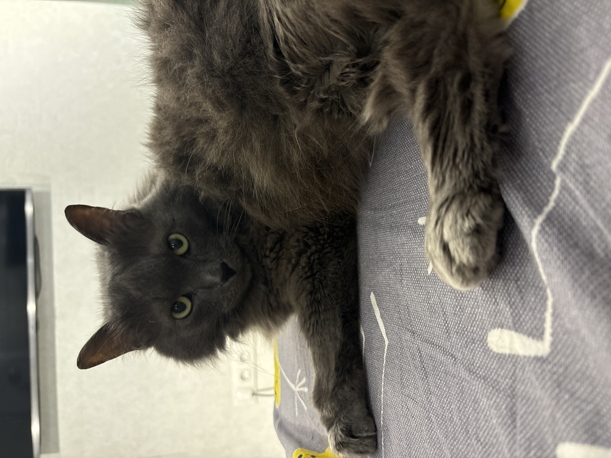 A medium shot captures a fluffy, dark gray cat lying on a bed with a gray and yellow patterned sheet. The cat is positioned on its side, facing the camera with its head turned slightly to the left. Its green eyes are open and looking directly at the viewer. The cat's front left paw is extended forward, resting on the sheet, while its hind legs are tucked beneath its body. The background is softly blurred, showing a wall with electrical outlets. The lighting is natural and casts a soft glow on the cat. There is no discernible information about the location in Vladivostok, Russia, or any other geographical markers.