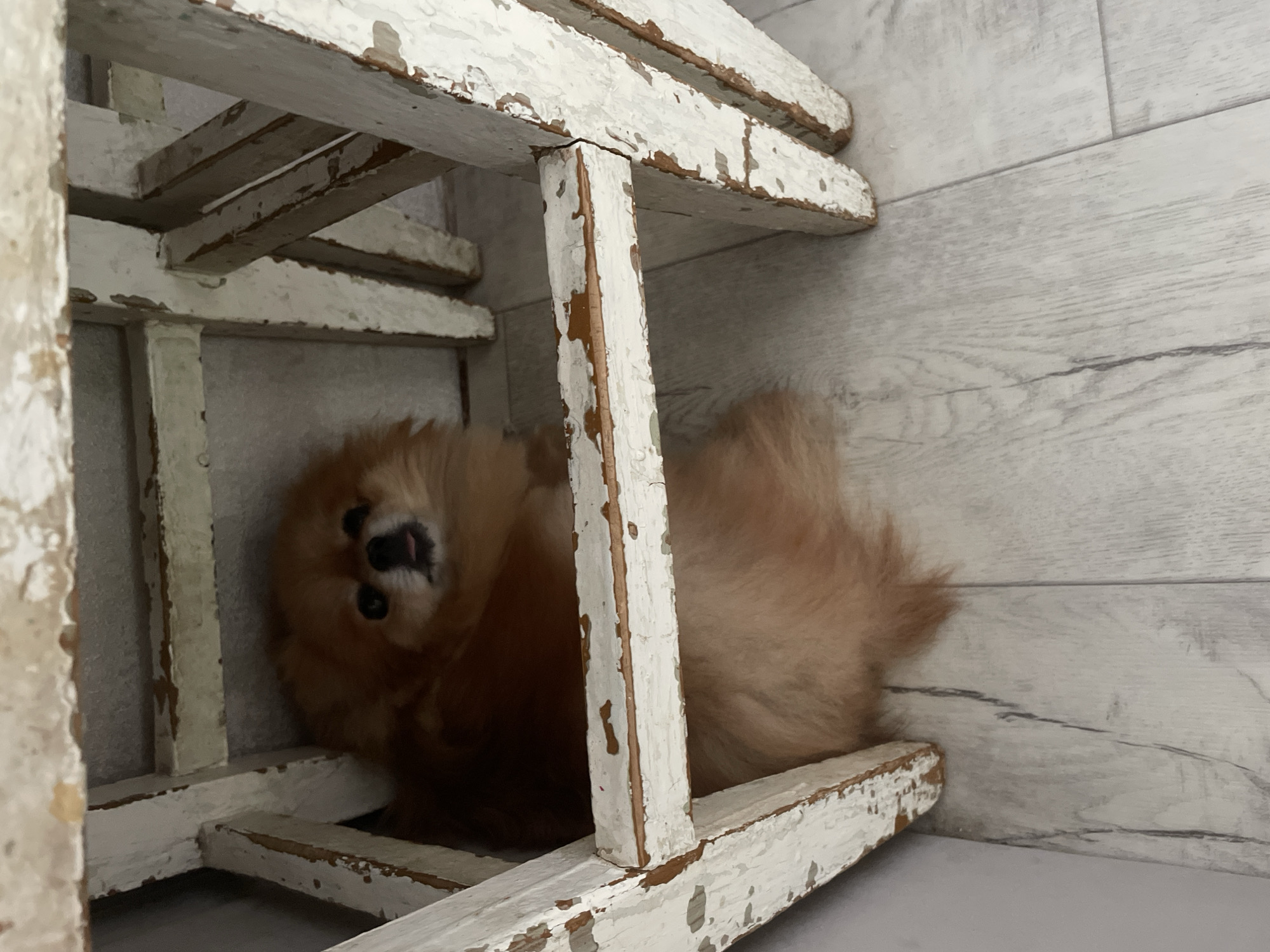 A small, fluffy, light brown dog is lying under a distressed white painted wooden chair. The chair appears to be missing its seat. The floor and wall are light gray with a wood grain pattern. The dog is looking up with its tongue slightly visible. The location is likely indoors. There is no indication of this scene being located in Perm, Russia.