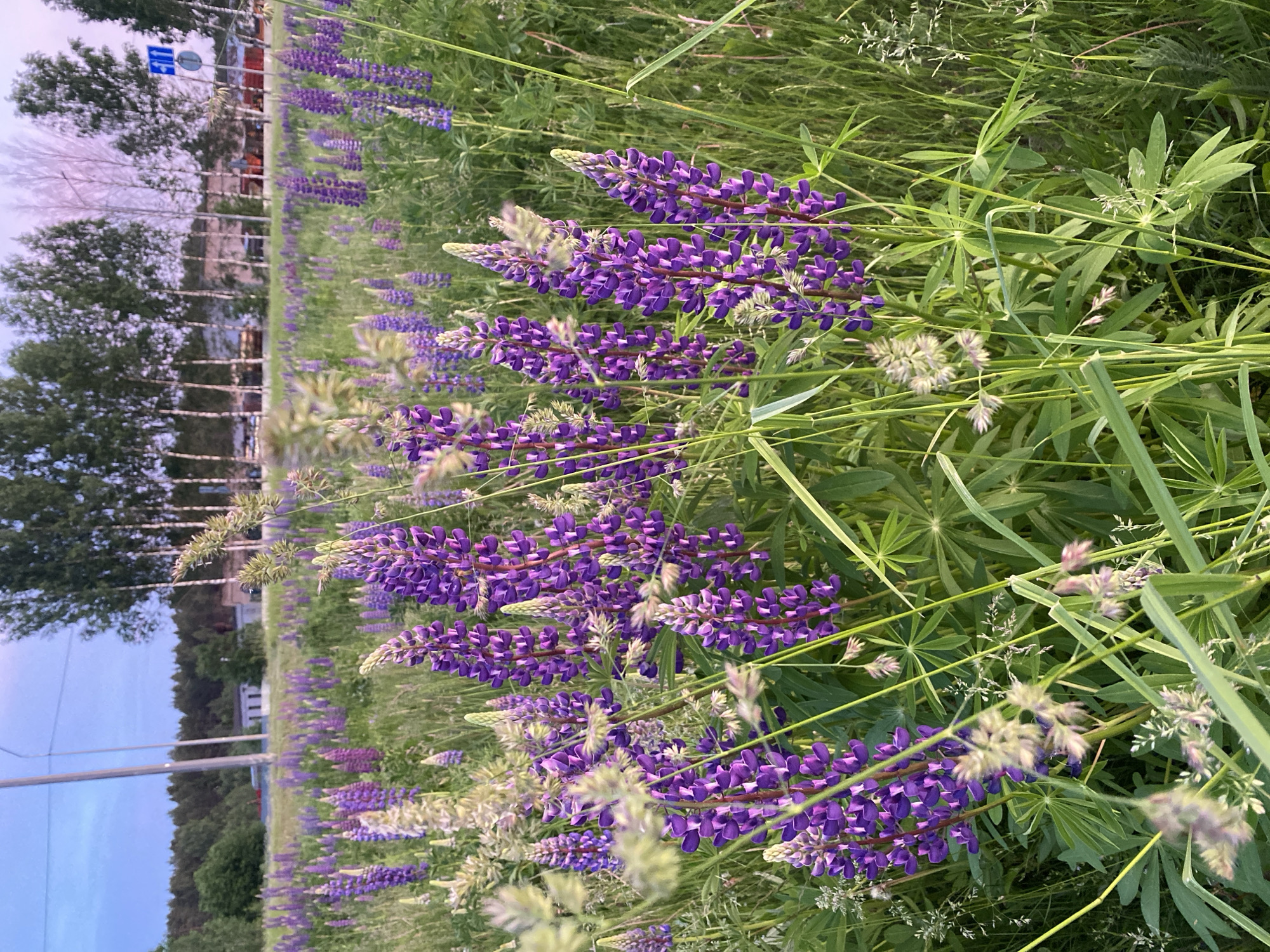 The image depicts a field of blooming purple lupines in the foreground, with a grassy area and a line of trees in the background. The sky is a soft blue with hints of pink, suggesting either sunrise or sunset. In the far background, there are buildings and a road, with a signpost visible on the right side. The overall impression is a natural landscape bordering a populated area, possibly in or near the city of Sazonovo, Russia.