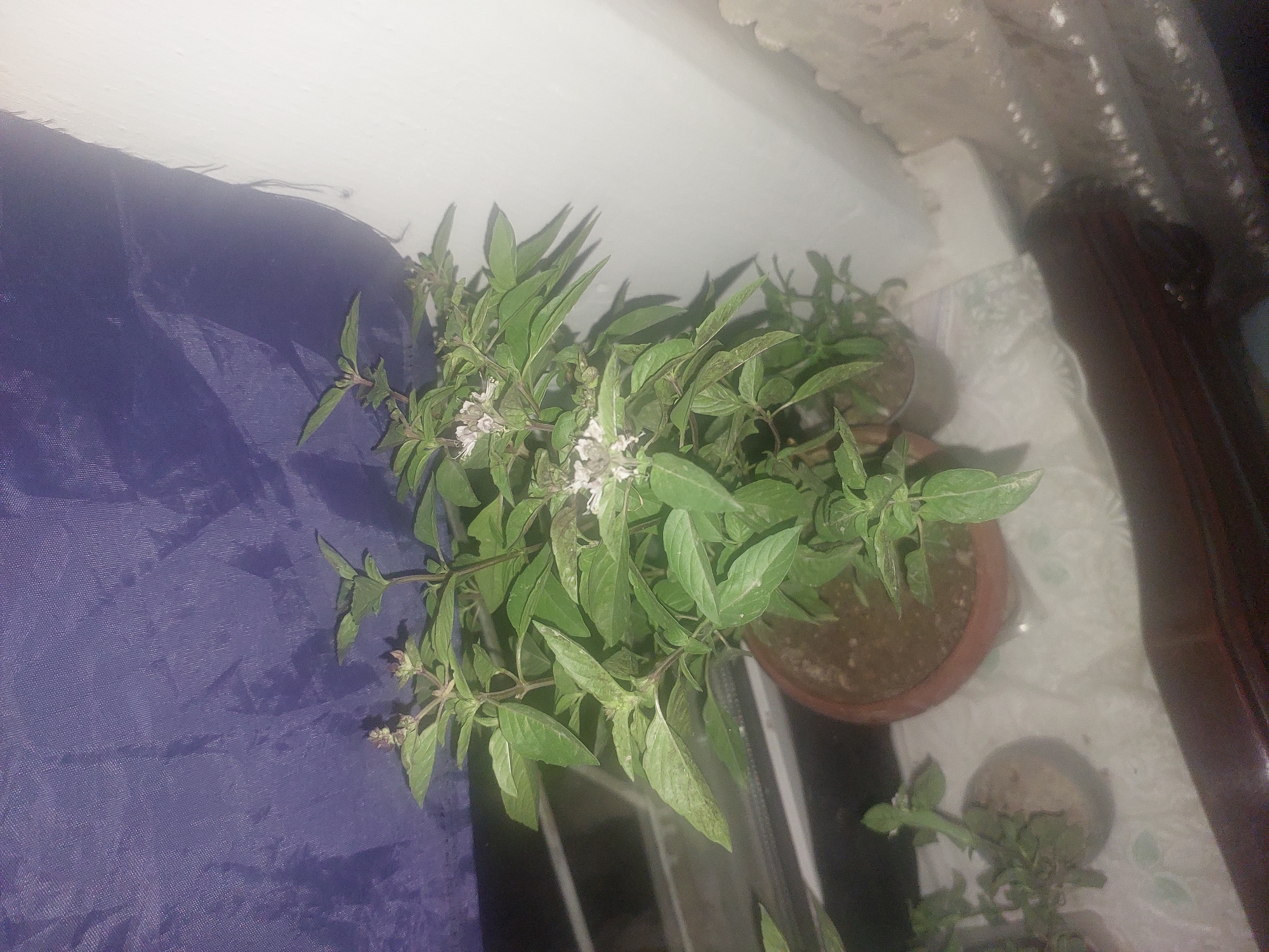 A potted basil plant with small white flowers is on a surface next to a white wall and a purple curtain. The plant has green leaves and stems. There is another small potted plant to the left of the basil. The scene is dimly lit. No specific location in Ması, Kyrgyzstan is identifiable from the image.