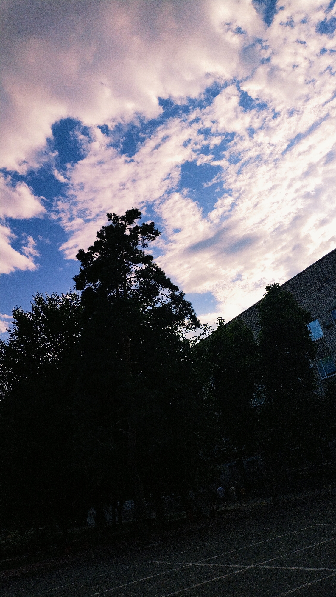 The image shows a view of a tall evergreen tree silhouetted against a partly cloudy sky. The sky has streaks of white and pink clouds against a blue background. To the right of the tree, a building with windows is visible. In the foreground, there is a dark asphalt surface marked with white lines, possibly a sports field or parking area. Some additional trees and the shadows of trees are visible. The overall scene is likely from an urban environment in Horishni Plavni, Ukraine, given the presence of a multi-story building and an outdoor paved area.
