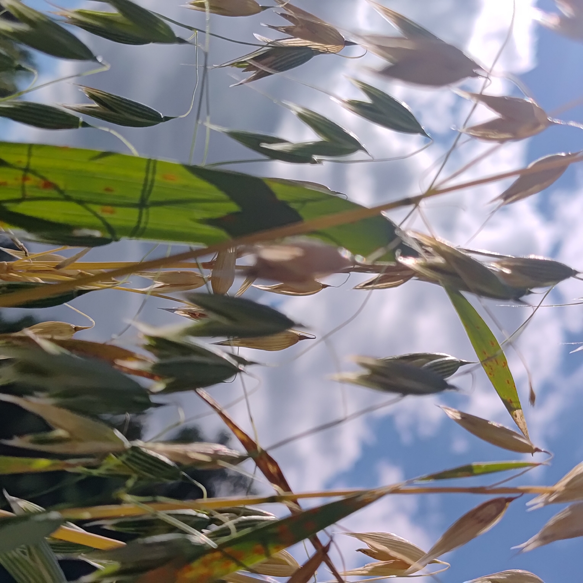 The image shows a close-up, low-angle view of oat stalks against a cloudy sky. The oat heads are mostly in focus, with some blurred due to the shallow depth of field. The colors are muted, with tones of green, yellow, and brown dominating the foreground, and pale blue and white in the background. The image appears to have been taken outdoors, likely in a field or garden. There is no indication of the location being Markovo, Russia.