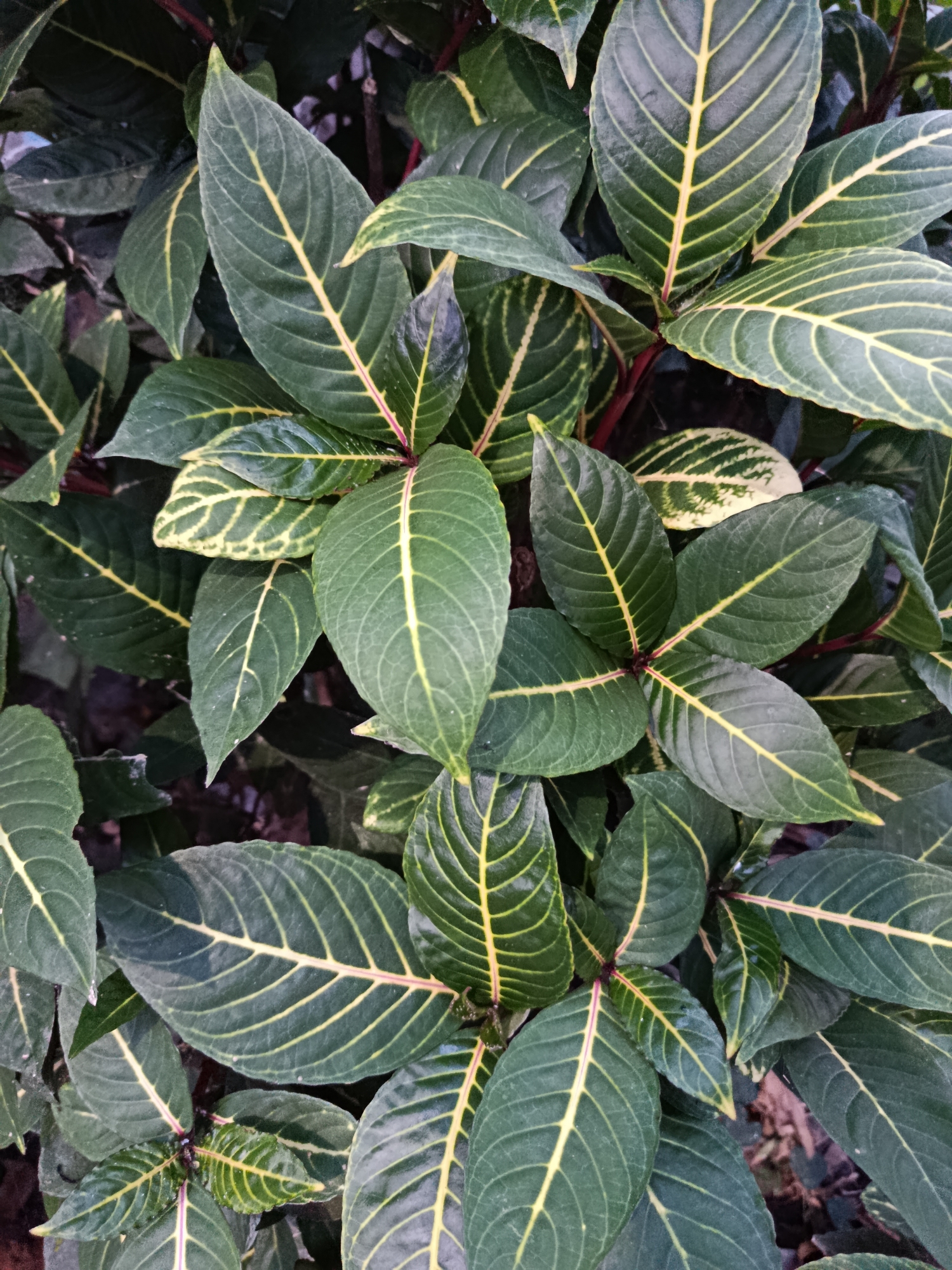 The image displays a close-up view of lush green foliage with prominent yellow veining. The leaves are ovate with serrated edges and have a glossy texture. Some leaves exhibit variegation, with patches of lighter green or yellow. The stems are a deep reddish-purple. The background is a dark blur, suggesting a shaded environment. This scene could be found in a garden or natural setting within Sarwadadi, Indonesia, possibly in a shaded area of a park, a residential garden, or a natural green space.