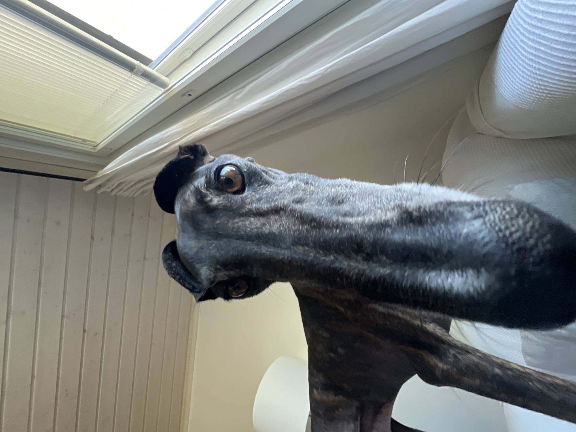 A brindle greyhound's face is framed in a low-angle close-up shot. The dog's long snout is in sharp focus, its eyes are wide and brown, and its ears are perked upwards. The dog is positioned indoors, with a pale yellow wall and white curtains visible in the background. A window with blinds is to the right, and a ceiling made of light wood planks is above. The dog is on a white couch. The location is not specified in the image or accompanying metadata.