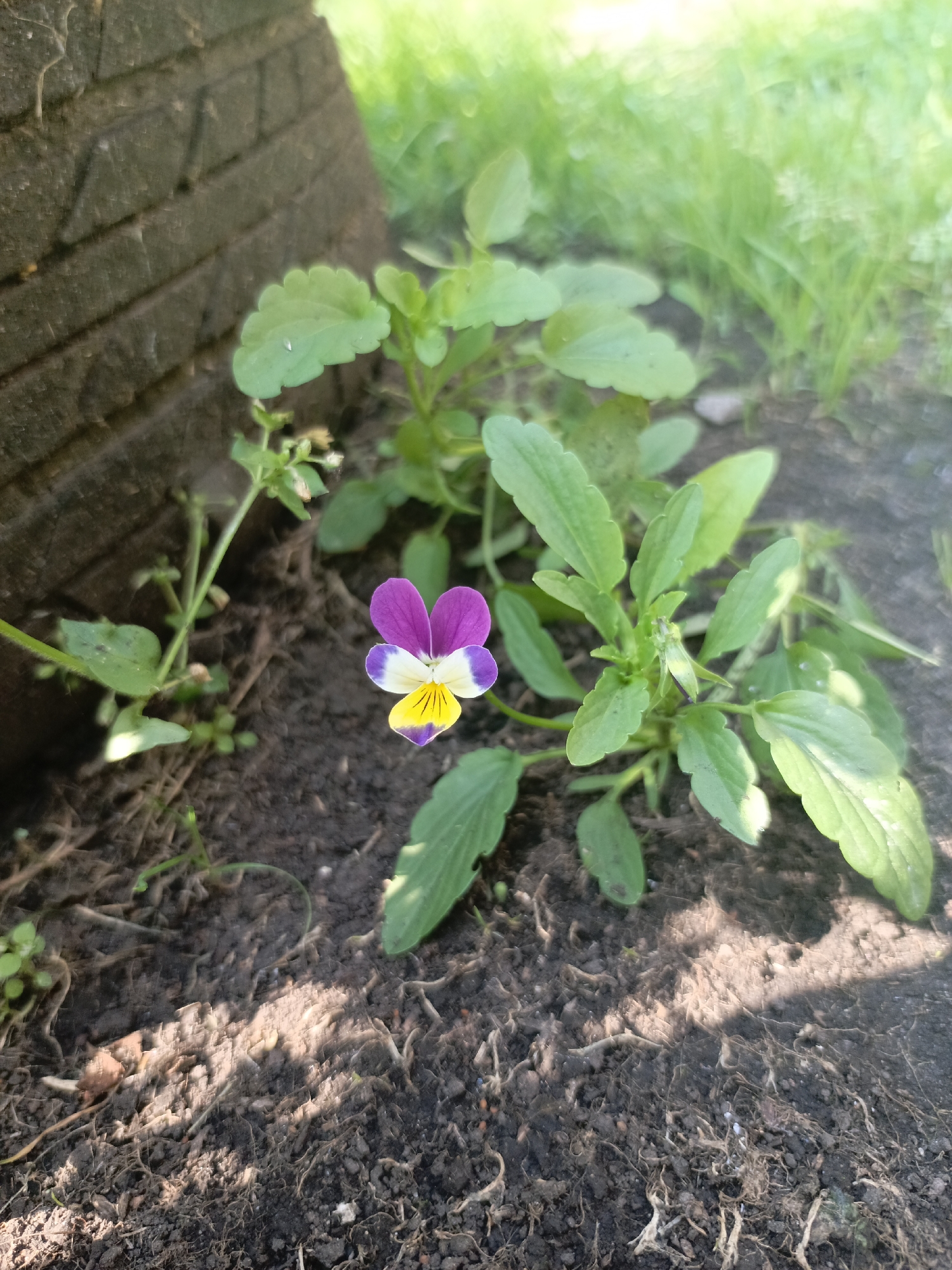 In Zalesovo, Russia, a single, small, purple, yellow, and white viola flower blooms in dark soil. The flower is centrally located in the frame, with its petals unfurled. It is surrounded by green leaves and stems of the same plant, which are vibrant and healthy. To the left of the flower, a dark, rough-textured object, possibly a brick or wooden structure, is partially visible, casting a shadow. The background consists of blurred green grass and foliage, suggesting an outdoor environment. The lighting indicates it is daytime, with some sunlight filtering through, creating a soft glow and dappled shadows on the soil.
