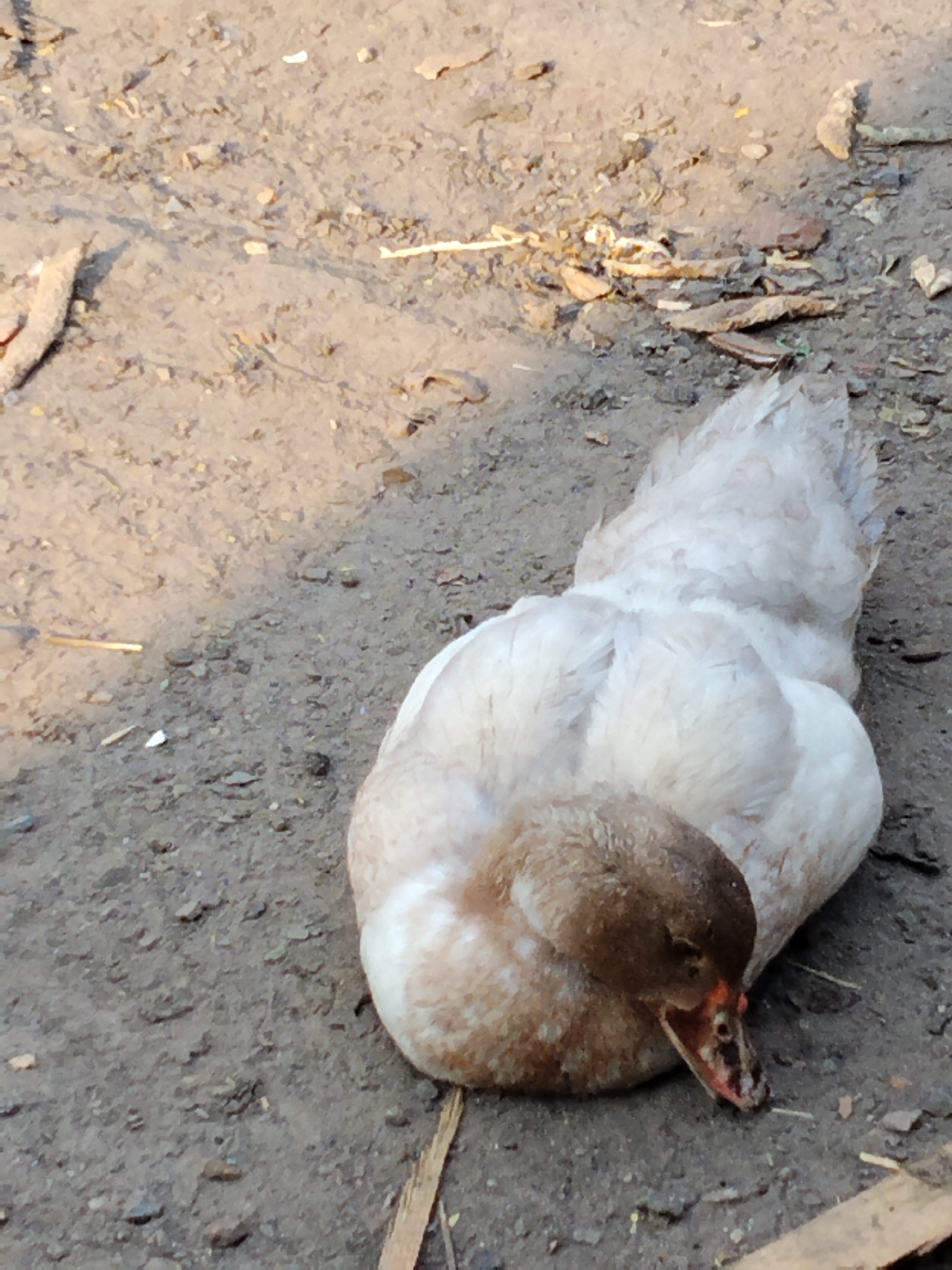 A light-colored duck with a brown head is lying on the ground in Ustyvytsia, Ukraine. The ground is covered with dirt, small stones, and dried leaves. The duck is facing to the right with its beak slightly open. The lighting suggests it is daytime, likely outdoors.