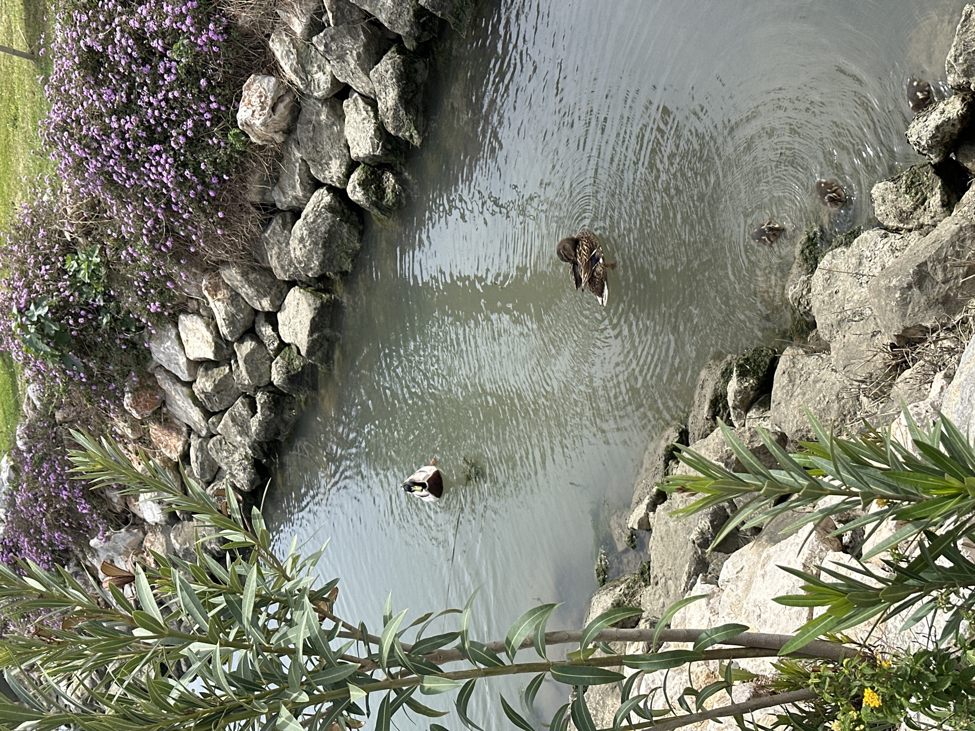 The image depicts a pond with rocky banks, partially overgrown with purple flowers and green foliage. The pond is located in Fethiye, Turkey. Several ducks are present in the water, including a mother duck with ducklings. One duck is partially submerged. The water is rippled, suggesting movement. The scene appears to be outdoors in daylight.