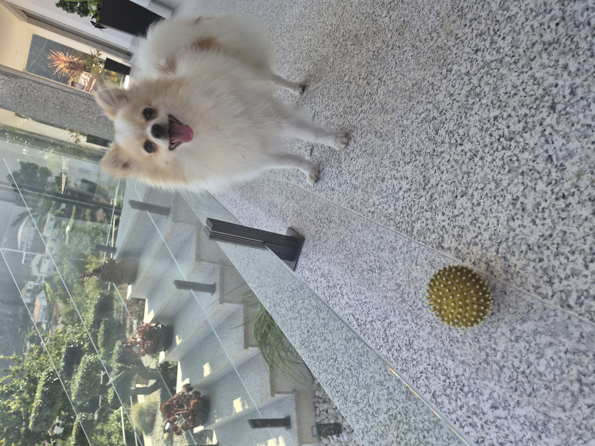 An adorable Pomeranian dog stands on a speckled gray tiled floor next to a glass railing. The dog has fluffy white fur with tan markings and its tongue is sticking out. In the foreground to the left, a yellow spiky ball rests on the floor. Behind the dog and railing, a set of outdoor stairs with granite treads and glass railings leads up to a building with large windows and modern architecture. Green trees and houses are visible in the background, suggesting an elevated location. The scene appears to be in Barcelos, Portugal, possibly on a sunny day.
