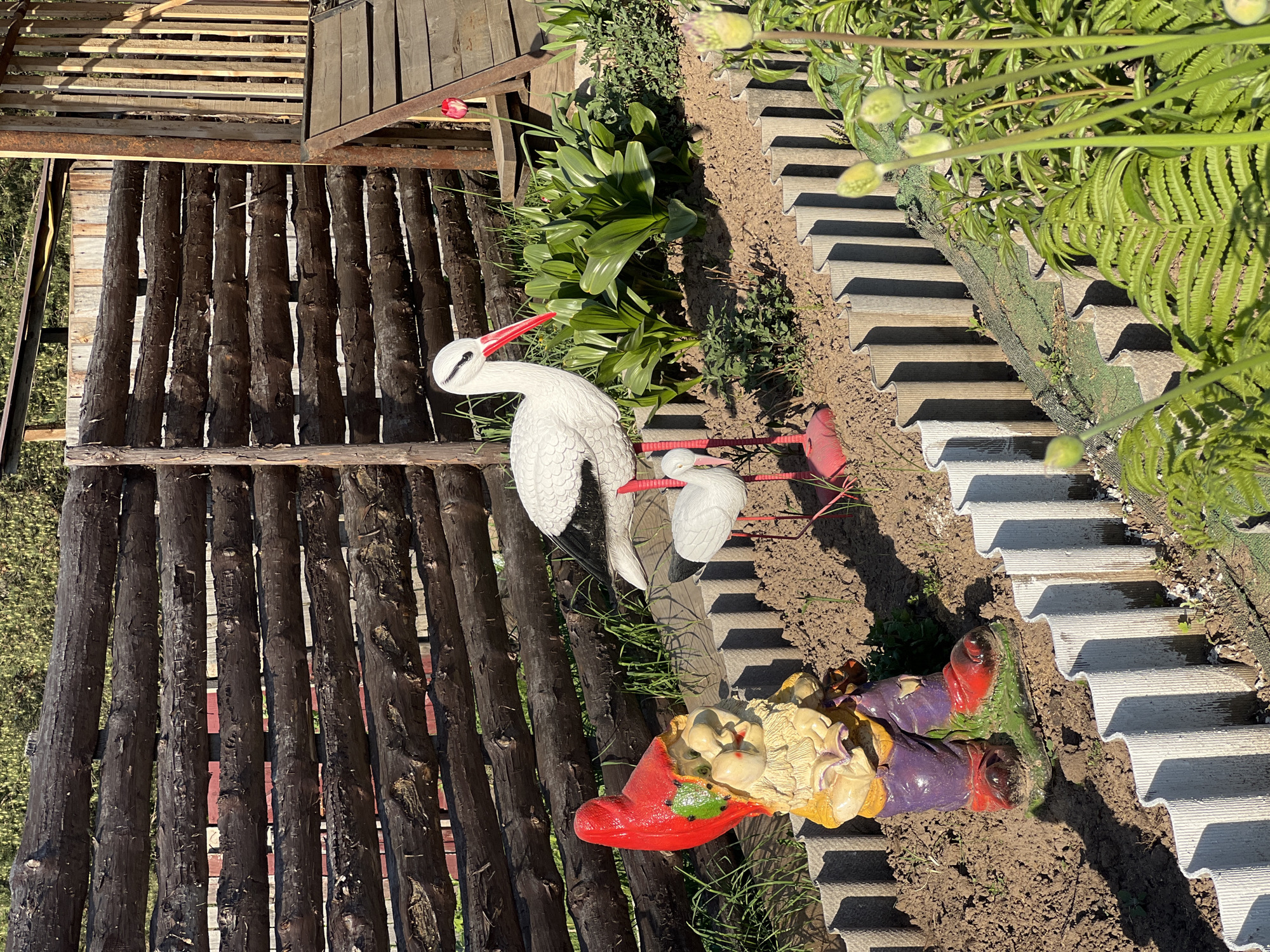 The image presents an outdoor scene featuring a garden in what is likely a residential area. There's a wooden fence constructed from dark logs that runs vertically in the frame, suggesting a boundary between properties or a designated garden area. Adjacent to the fence, there are various garden decorations including two white stork statues with red beaks and legs. A gnome statue, wearing a red hat and purple pants, is also present.
The ground is covered with soil, interspersed with light gray corrugated roofing panels, which serve as a pathway. Assorted plants and greenery, including ferns and leafy plants, grow along the pathway. A wooden structure with a platform, potentially a shed or a small shelter, can be seen in the background.
The context of "Chaikovsky, Russia" implies the garden might be located in a dacha or a private garden associated with a residence in that city. The overall impression is of a well-tended but slightly cluttered garden area.