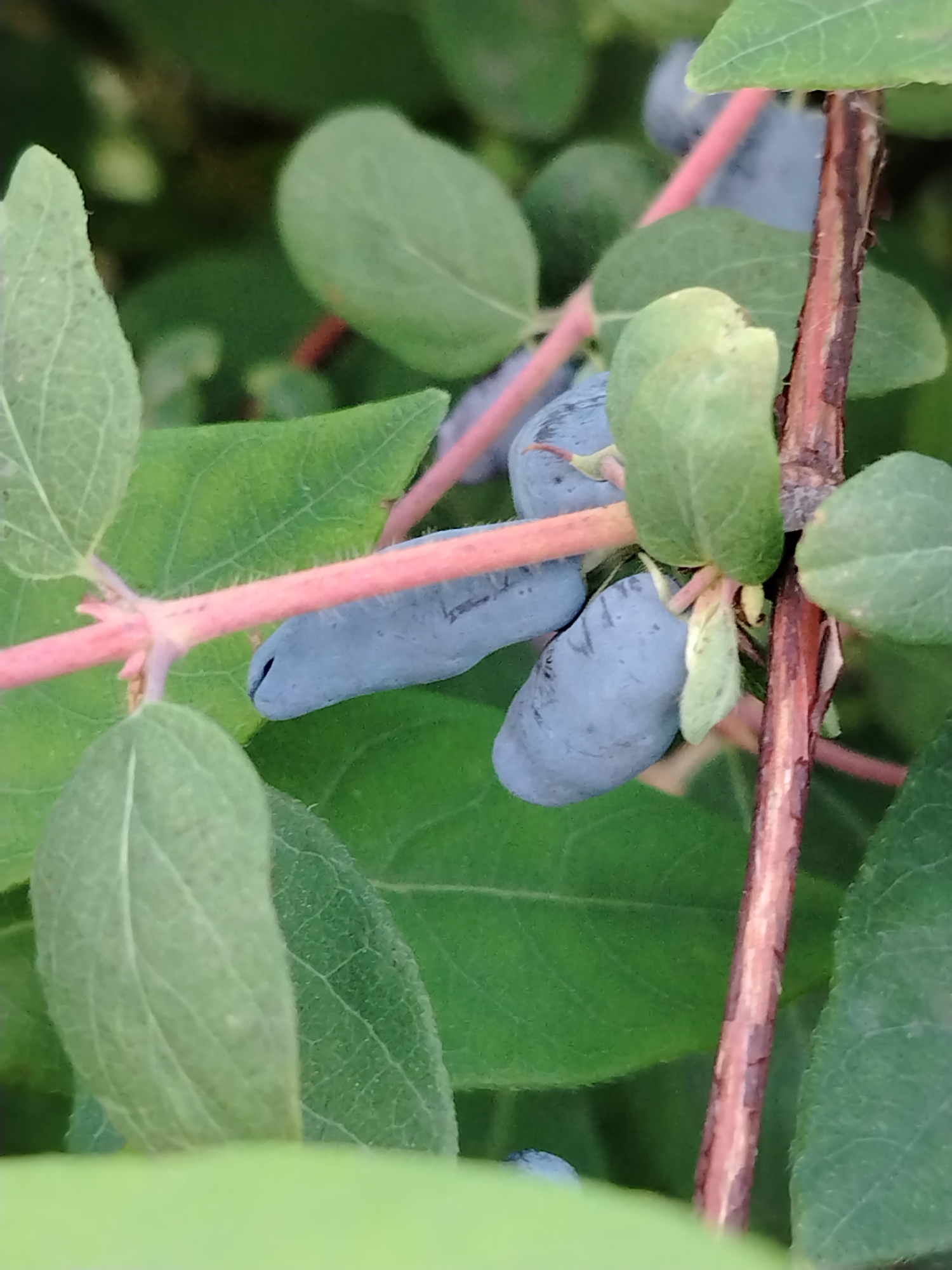 This media file captures a close-up view of several elongated, blue-purple berries growing on a plant. The berries are clustered together on thin, pinkish stems, surrounded by lush green leaves. One berry is particularly prominent, showing a distinct shape with a slight curve. The background is a blur of green foliage, suggesting a natural outdoor setting. A rough, brown stem with visible texture is also visible, adding depth to the composition. The lighting suggests it could be daytime, possibly early morning or late afternoon, given the soft, diffused light. There is no visible text in the image. The scene appears peaceful and serene, focusing on the natural beauty of the berries and their foliage. The location context provided is "Рассвет, Russia," which translates to "Dawn, Russia," further supporting the possibility of early morning light.