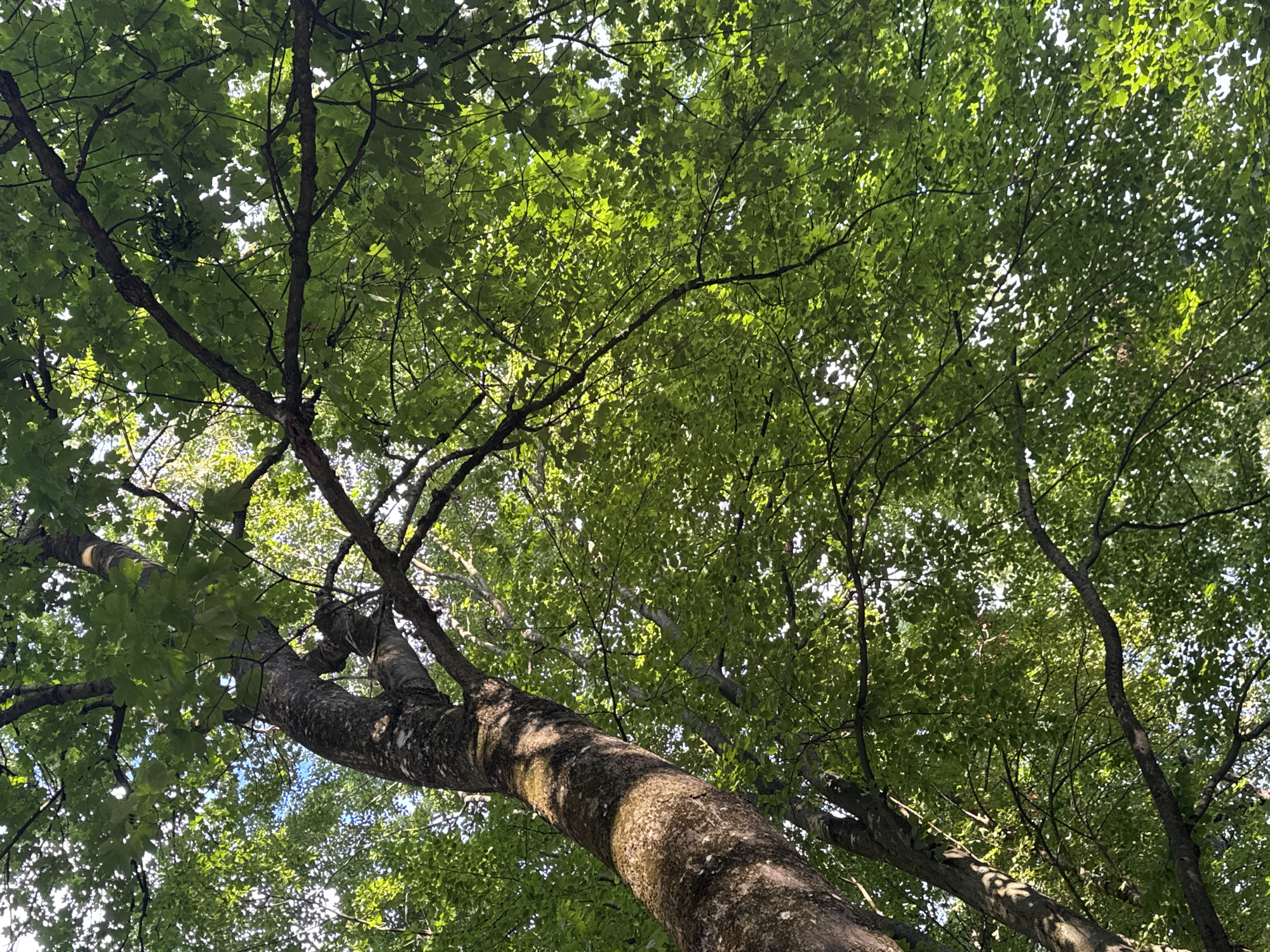 The image shows a close-up, low-angle view of a large tree with a textured, dark gray bark, partially illuminated by sunlight filtering through its dense canopy of bright green leaves. The tree trunk leans to the left, with its branches spreading upwards and outwards, creating a complex network of dark lines against the foliage. The leaves are predominantly a vibrant green, with some appearing brighter where the light catches them. The sky is visible in small patches through the gaps in the leaves, suggesting a daytime scene. This scene is located in Berezhany, Ukraine.