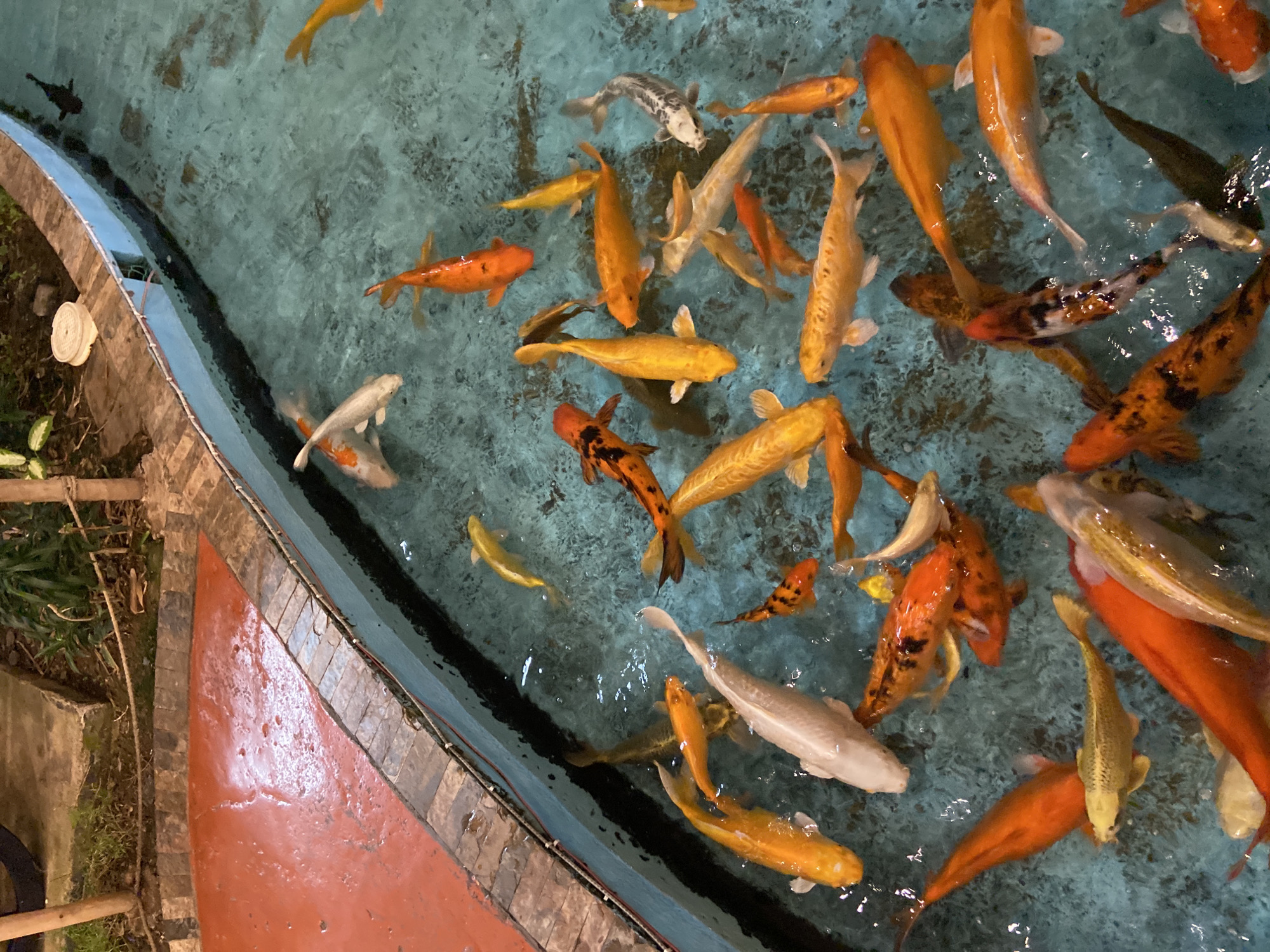 The image provides an overhead view of an artificial pond teeming with numerous koi fish. The water is a light blue or turquoise, displaying surface ripples and reflections.
A diverse population of koi fish, varying in size, fills the pond. Their coloration includes vibrant orange, golden yellow, and white. Many fish are solid orange or gold, while others exhibit mottled patterns such as black and orange, black and white, or a silver/grey base with black markings. The fish are clustered together and actively swimming, suggesting a feeding time or anticipation of food.
The pond's structure features a dark, smooth inner border, likely concrete, followed by an outer edge composed of small, rectangular stone or brick-like tiles. Beyond this, a reddish-brown path or floor is visible, showing signs of dampness in certain areas. To the far left, lush green foliage, including grass and plants, frames the pond. A small, white, circular object, possibly a component of the pond's filtration system or a float, rests near the left edge, with some wooden stakes visible among the plants.
The lighting indicates daytime, with ambient illumination that doesn't produce strong shadows, possibly suggesting an indoor or covered setting, or an overcast sky. There is no visible text in the image. The scene is located in Pampatar, Venezuela.