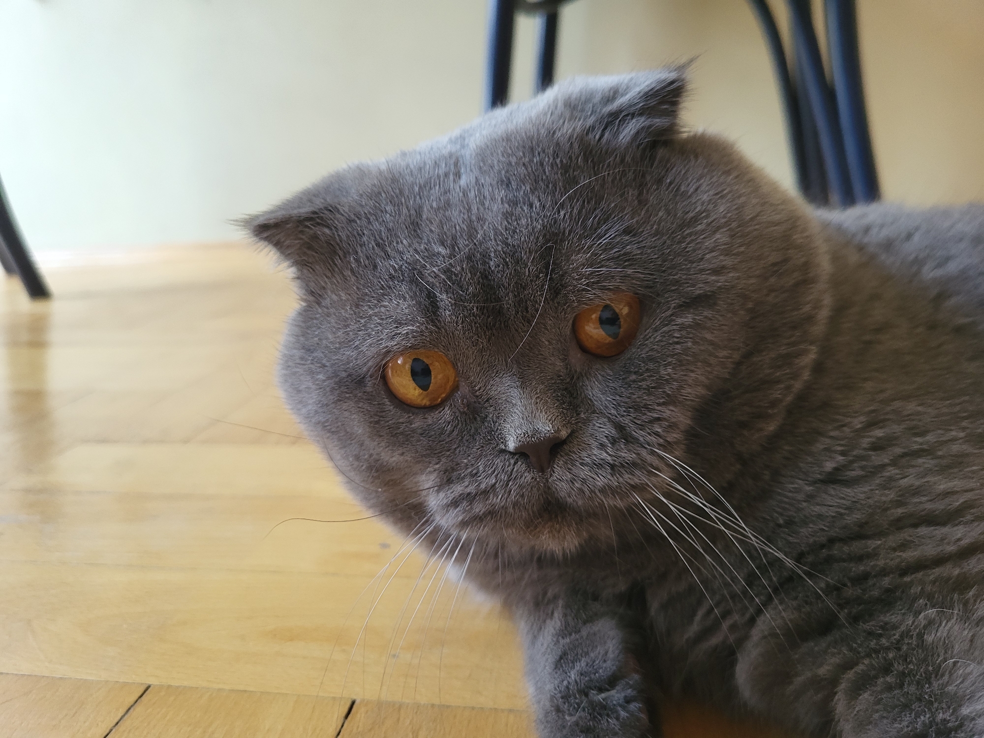 A close-up shot focuses on a grey Scottish Fold cat lying on a light-colored wooden floor. The cat's eyes are a striking amber color, and its ears are folded forward. Its fur is short and dense, and its whiskers are prominent. The background is blurred, showing the legs of a dark chair and a light-colored wall. The lighting is natural, casting soft shadows.