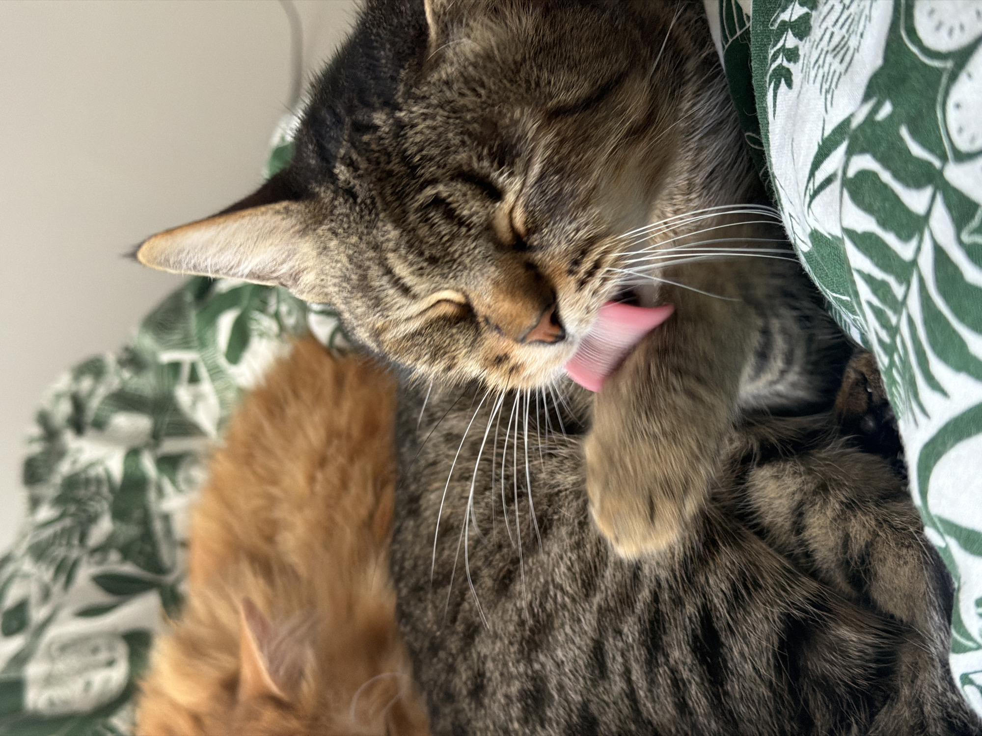 A tabby cat is lying down and licking its paw. Part of an orange cat is visible on the left side of the image. The cats are lying on bedding with a green and white pattern. The location is not discernible.