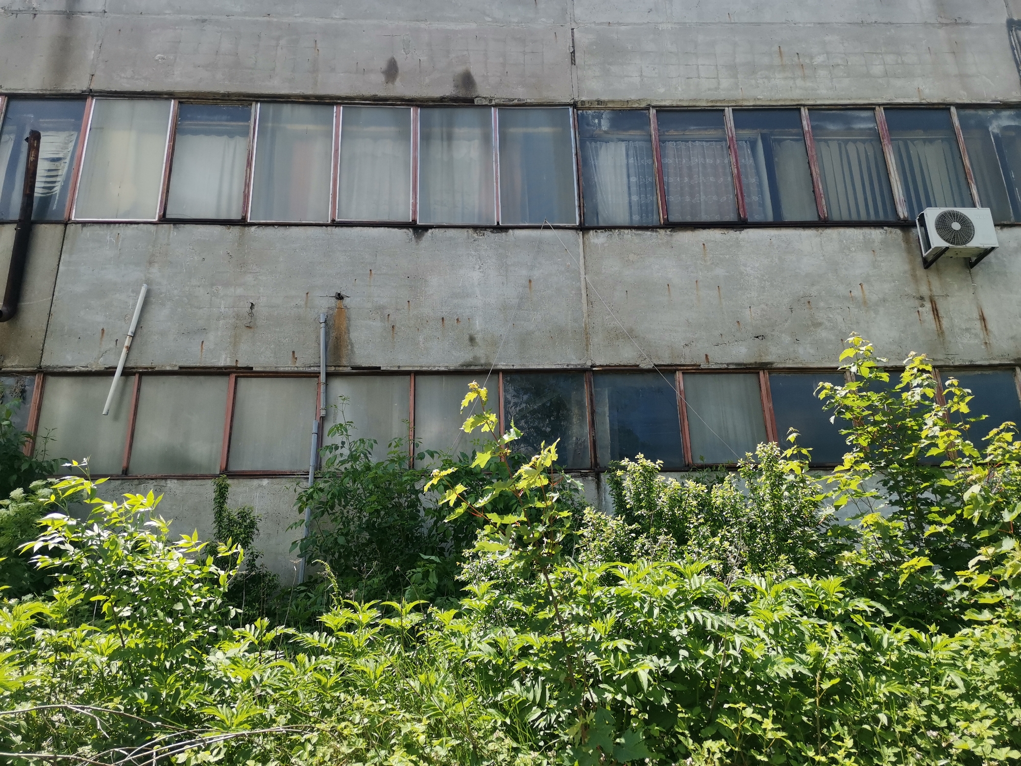 The image captures a weathered, multi-story concrete building, likely an old industrial or administrative structure, situated in Zhivkovo, Bulgaria. The building's facade is grey, stained, and shows signs of significant age and neglect, including cracks, discoloration, and rust streaks descending from various points.
Two horizontal rows of windows dominate the upper and middle sections of the building. The windows have multi-pane designs with frames that appear to be made of a reddish-brown material, possibly metal or painted wood, which are also aged and worn. The glass panes are largely opaque or very dirty, obscuring the interior, though light-colored curtains are faintly visible behind several windows in both rows.
An outdoor air conditioning unit is mounted on the upper right section of the building's facade. Various pipes and conduits are visible: a dark, rusted vertical pipe on the left, and a white pipe along with another thin, rusted pipe on the lower wall section.
The lower half and foreground of the image are filled with dense, vibrant green foliage consisting of overgrown bushes and various plants, some reaching up to the lower windows. This suggests the area around the building is unmaintained and wild.
The scene is captured in bright daylight, indicated by the clear illumination on the building and the foliage. There are no people or specific activities taking place, and no visible text. The overall impression is one of abandonment or disuse, with nature slowly encroaching upon and reclaiming the man-made structure.