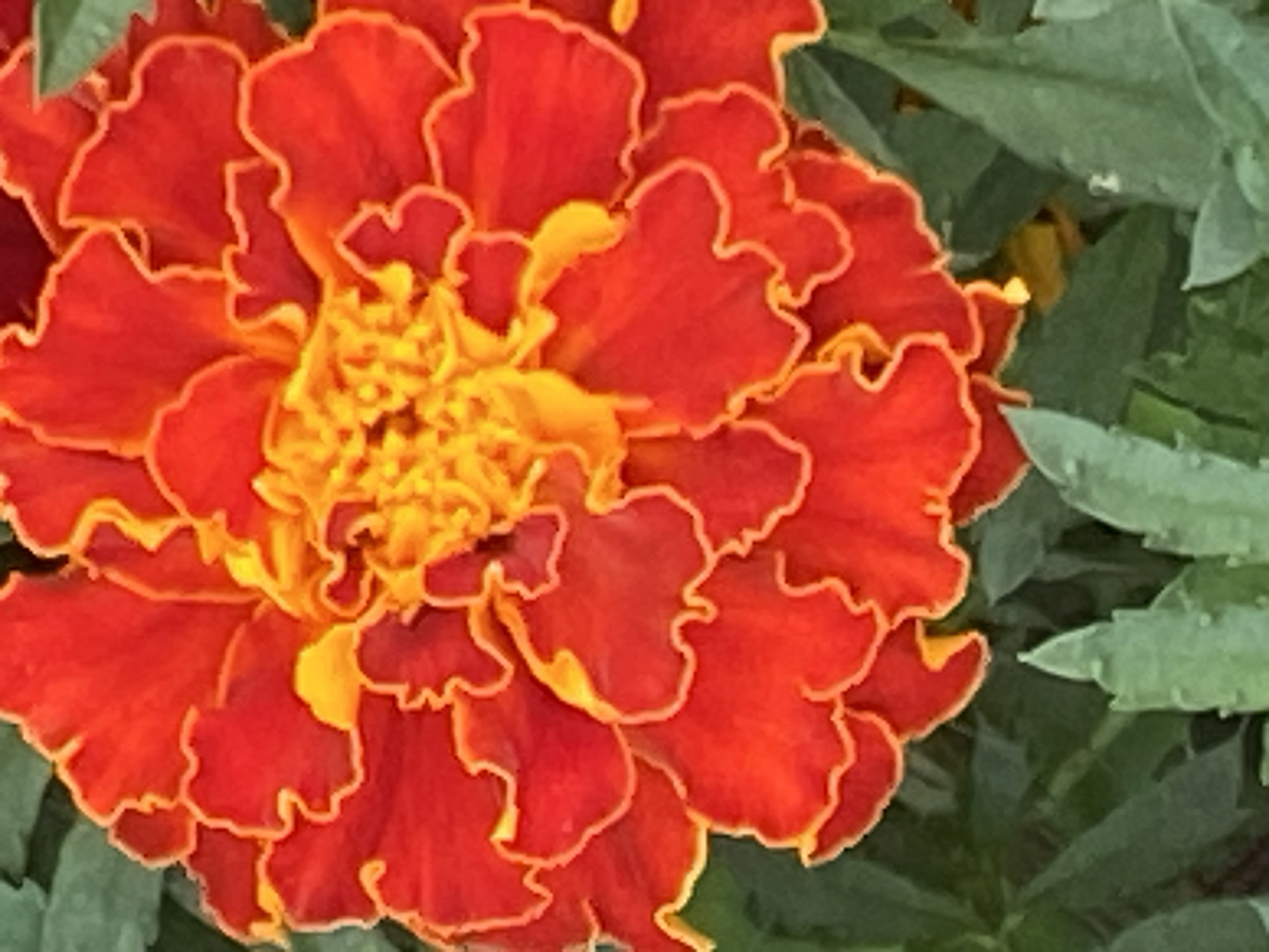 The image is a close-up, high-angle shot of a vibrant marigold flower with deep red outer petals transitioning to bright yellow-orange in the center. The petals have ruffled edges. The flower is surrounded by blurred green foliage. There is no information available regarding the specific location in Novokuznetsk, Russia, or any people or actions depicted.