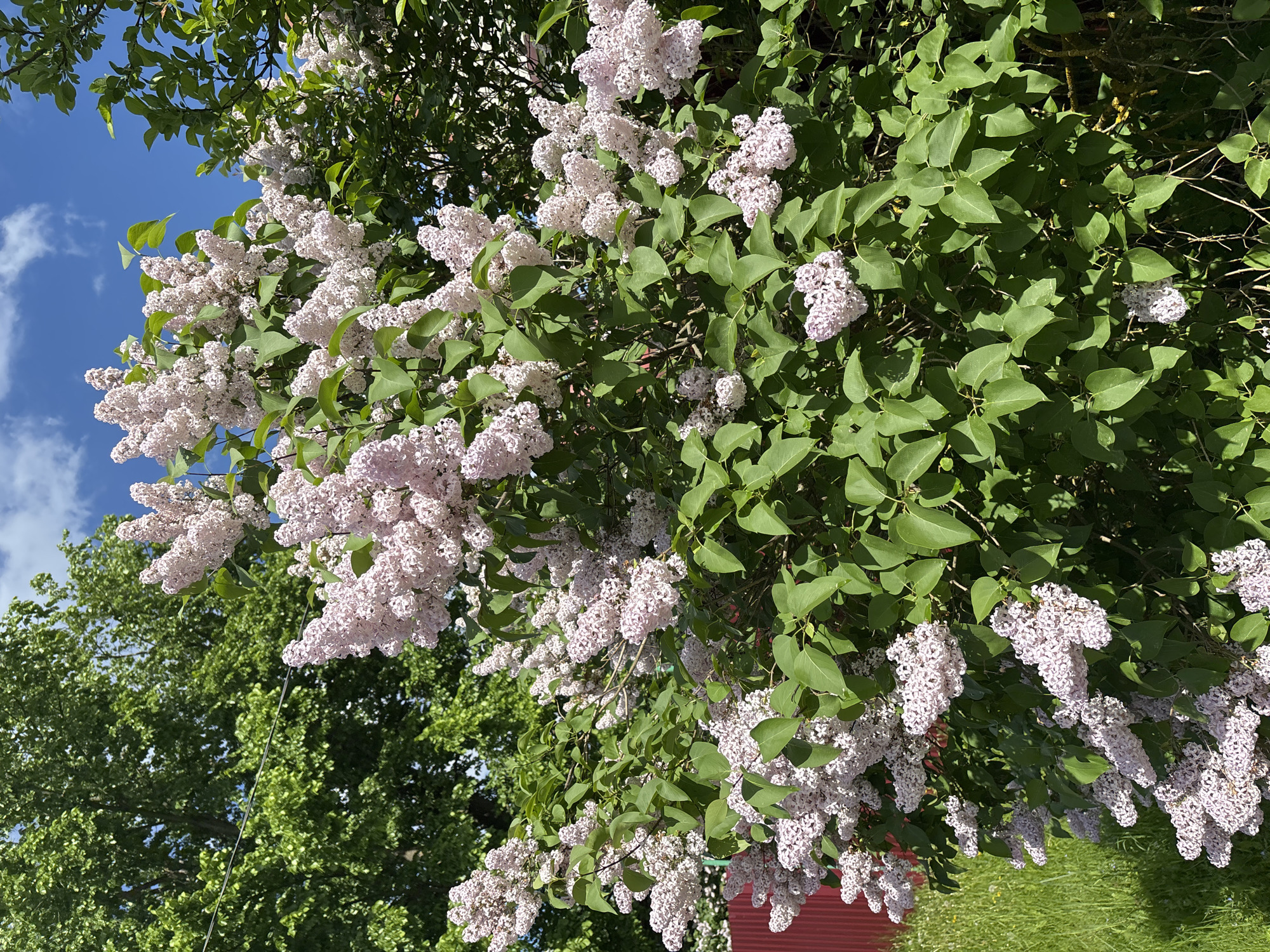 The image shows a lilac bush in full bloom against a blue sky. The bush is covered in clusters of pale purple flowers and green leaves. Another tree is visible to the left of the lilac bush, as well as a glimpse of a red building and a grassy area. The location appears to be outdoors, possibly in a yard or garden. There is no indication that the image was taken in Мещёры, Russia.