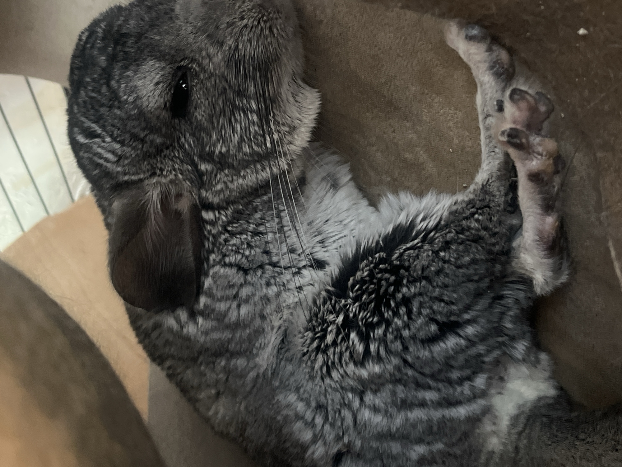 A close-up, overhead shot shows a chinchilla lying on a brown, textured surface. The chinchilla is primarily gray with dark stripes and a white belly. Its eyes are closed, and its ears are perked up slightly. Its front paws are curled in front of its face, while its hind legs are extended. The chinchilla appears to be relaxed and possibly sleeping. The background is blurred, but suggests a domestic environment. There is no information to place this image in Rybnitsa, Moldova.