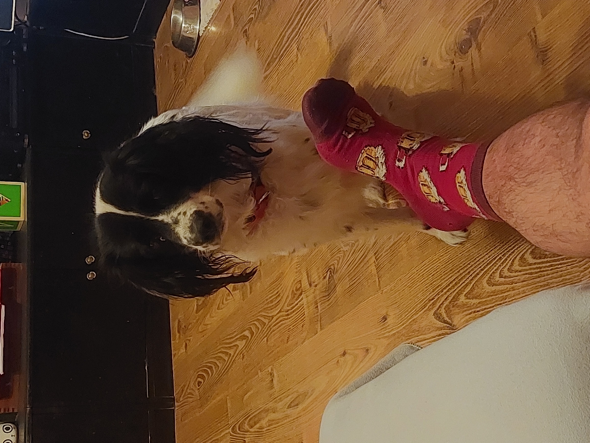 A medium-sized black and white dog is lying on a light brown wood floor next to a person's leg. The person is wearing a red sock with gold feather-like designs on it. Part of a black cabinet is visible on the left side of the image, as well as a silver bowl near the top of the frame. Part of a white blanket is in the lower right corner. The location in the city of Tsarevo, Bulgaria is unknown.