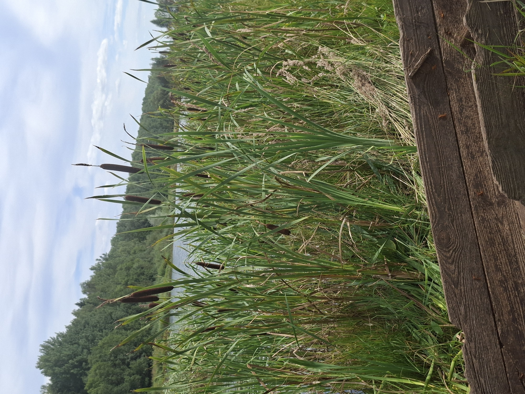 The image depicts a close-up view of cattails and tall grass in the foreground, bordering a body of water. In the background, a dense forest of green trees lines the opposite shore, and a cloudy sky with patches of blue is visible above. A weathered, dark brown wooden structure occupies the very bottom of the frame, suggesting a rustic or natural setting. The scene is likely a natural area, possibly a park or a rural landscape, within or near the Таўкачоўскі сельскі Савет in Belarus, given the provided location context. No people or animals are present in the frame.