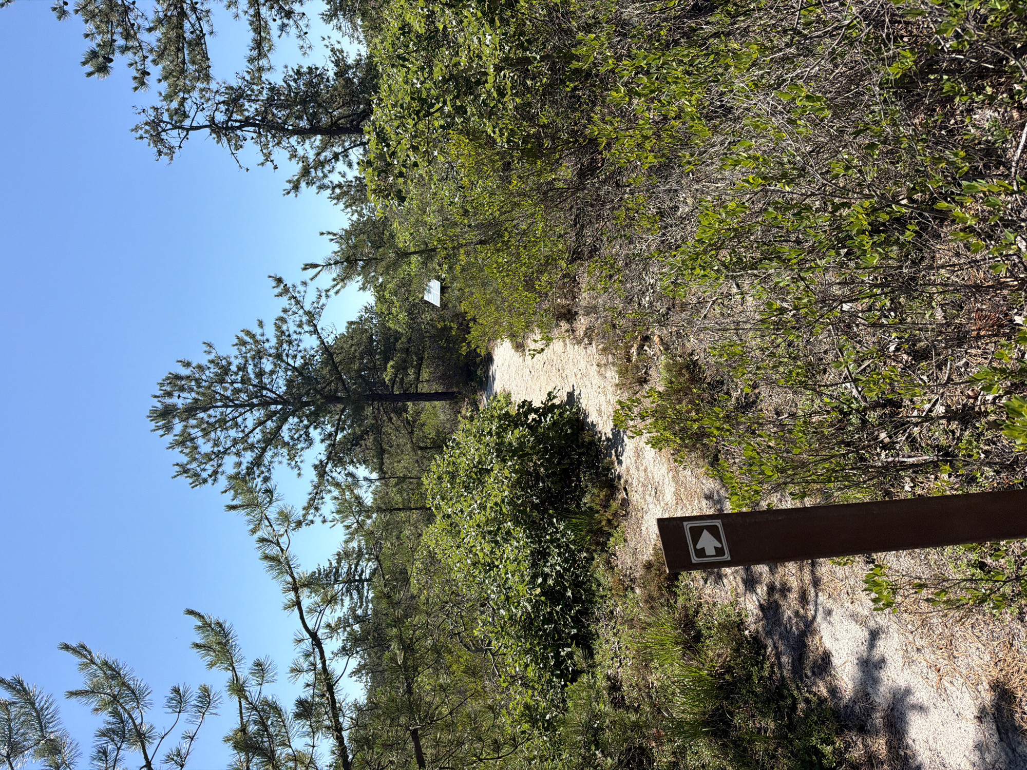 The image depicts a sunlit outdoor scene along a sandy path winding through a wooded area. The path is flanked by dense green foliage, including trees with needle-like leaves and smaller leafy shrubs. In the foreground, a brown trail marker sign with a white arrow pointing forward is visible. Further along the path, a white sign is attached to a tree, though its details are obscured. The sky above is clear and blue, suggesting a bright, sunny day. The overall atmosphere is serene and natural, indicative of a hiking or walking trail in a natural setting. The location is noted as the Town of Southampton, United States of America.