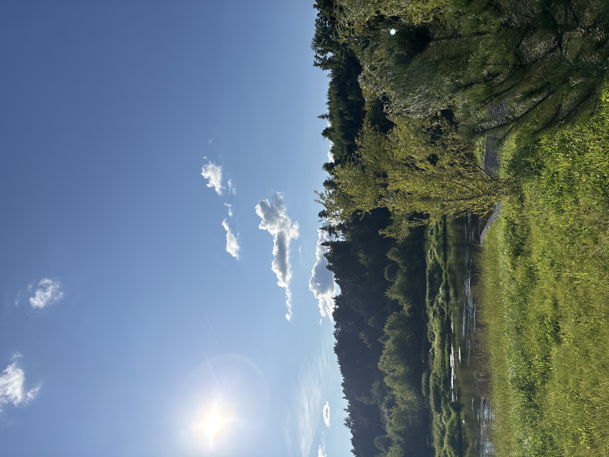 The image depicts a tranquil natural landscape, likely in or near Zvenigorod, Russia, characterized by a bright, sunlit sky with scattered white clouds. In the foreground, lush green grass blankets the ground, leading down to a calm river. The river's surface reflects the sky and surrounding trees, with some areas appearing darker and others catching the sunlight.
Across the river, a dense forest of various trees covers a rolling hillside. The foliage ranges from dark green conifers at the top of the hill to lighter green deciduous trees closer to the water's edge. The sun, a bright disc with visible rays, is positioned in the upper left quadrant of the sky, casting a warm light over the scene. The overall impression is one of natural beauty and serenity, typical of a riverside environment in a forested region.