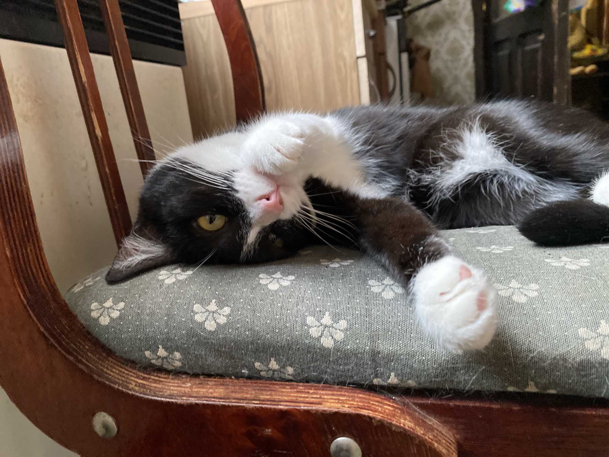 A black and white cat with green eyes is lying on its side on a patterned cushion on a wooden chair. The cat's head is turned towards the camera, with its front paws raised and one paw covering its face. Its body is stretched out, and its tail is not visible. The cushion has a repeating pattern of white flowers. The chair is made of dark wood and has a curved back. The background is blurred, but appears to be an indoor setting with wooden furniture and a wall. The image was taken in Tbilisi, Georgia.