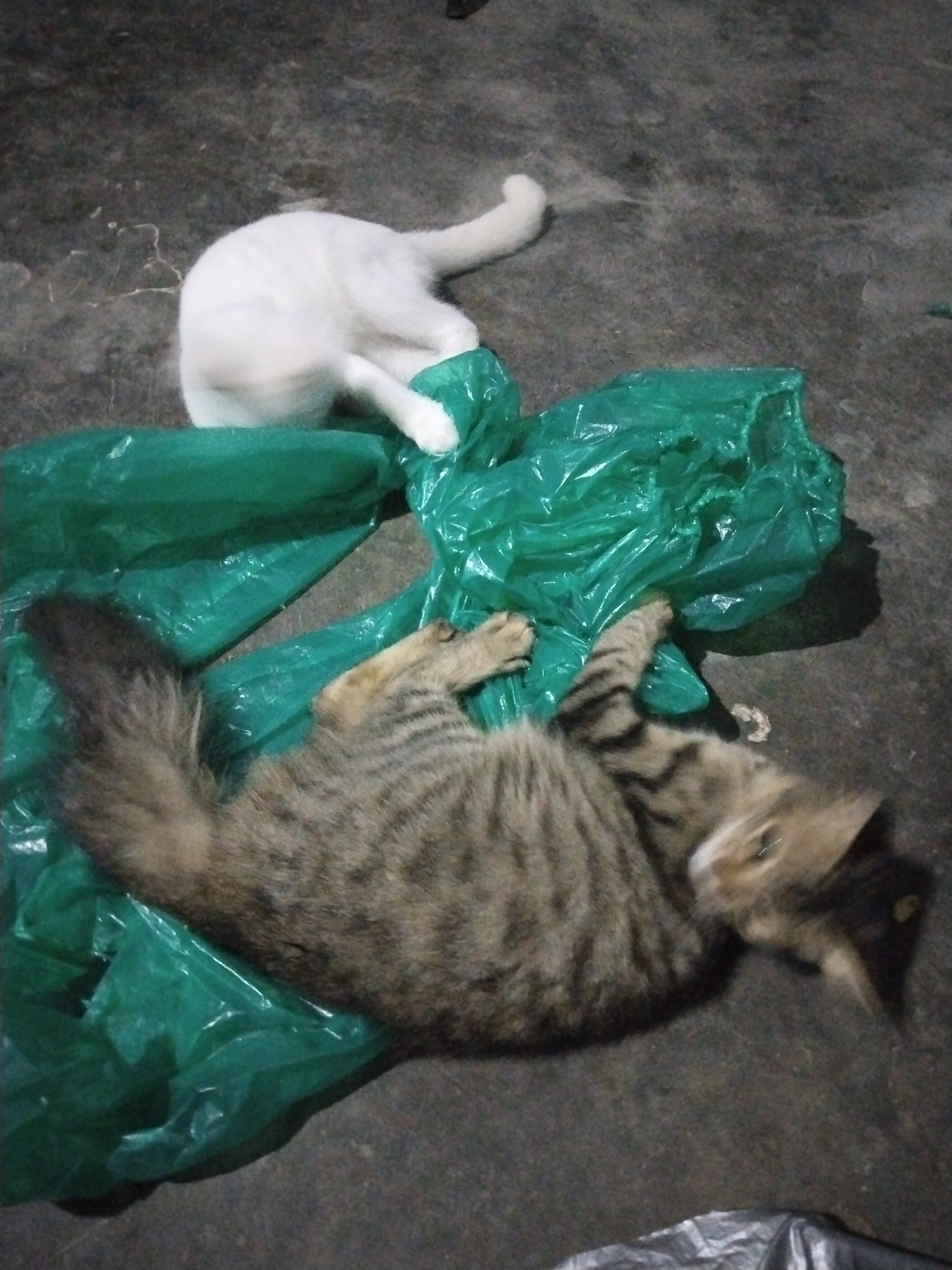The image captures two cats resting or playing on a dark, possibly concrete floor, amidst several crumpled green plastic bags. In the foreground, a tabby cat with brown and black stripes lies on its back, with its paws slightly raised and its head turned towards the right. Its bushy, striped tail is visible on the left side of the frame. Behind the tabby cat and partially obscured by the green bags, a white cat is also lying down, with its hindquarters and a segment of its tail clearly visible. The cats appear relaxed and comfortable, possibly interacting with the plastic bags. The scene is set indoors, in what appears to be a dimly lit environment, possibly at night or in a room with minimal lighting. The floor is plain and dark, lacking any distinctive features. There is no visible text in the image.