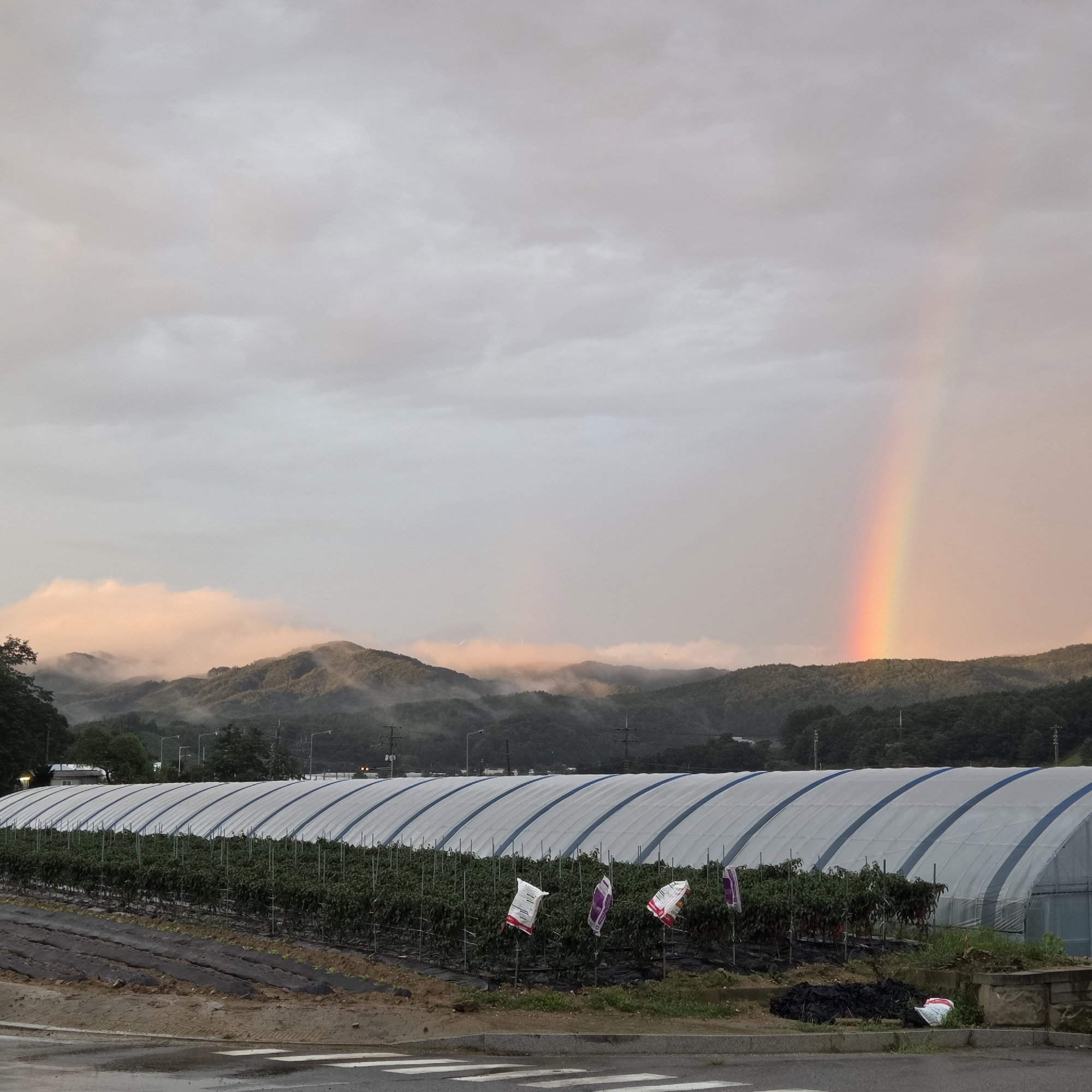 The image depicts a rural landscape in Dunnae-myeon, South Korea, characterized by a greenhouse farm in the foreground and rolling, mist-covered mountains in the background under a cloudy sky. A prominent rainbow arcs across the sky, its colors faintly visible against the muted tones of the clouds and mountains. The greenhouse, a long, arched structure covered with white plastic sheeting and supported by a visible blue frame, spans a significant portion of the mid-ground. Rows of green plants, likely crops, are visible beneath the greenhouse structure. Several white and purple flags or banners are staked in the ground in front of the greenhouse, some appearing weathered. The foreground shows a dirt path with patches of black plastic sheeting, and a wet road with a pedestrian crossing marked by white stripes. The overall atmosphere is serene and slightly overcast, with a hint of the day's end suggested by the soft lighting and the pastel hues of the rainbow and the mist.