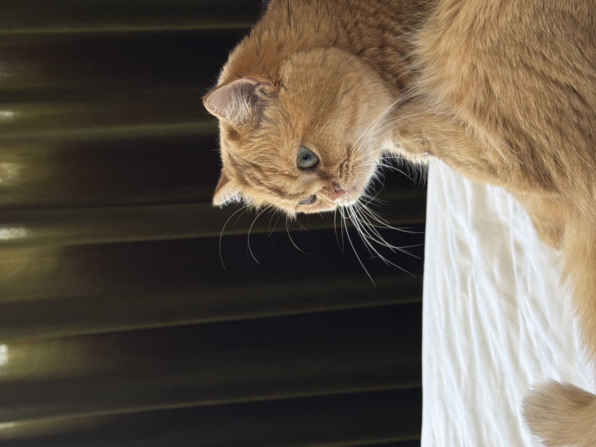 The image shows an orange cat with green eyes lying on a white surface, possibly a bed or sofa. The cat is positioned in the right half of the frame, with its head turned to the left, looking away from the camera. Behind the cat, there is a dark green curtain that appears to be pleated. The lighting suggests an indoor setting. There is no information in the image to suggest its location in Đà Nẵng, Vietnam.