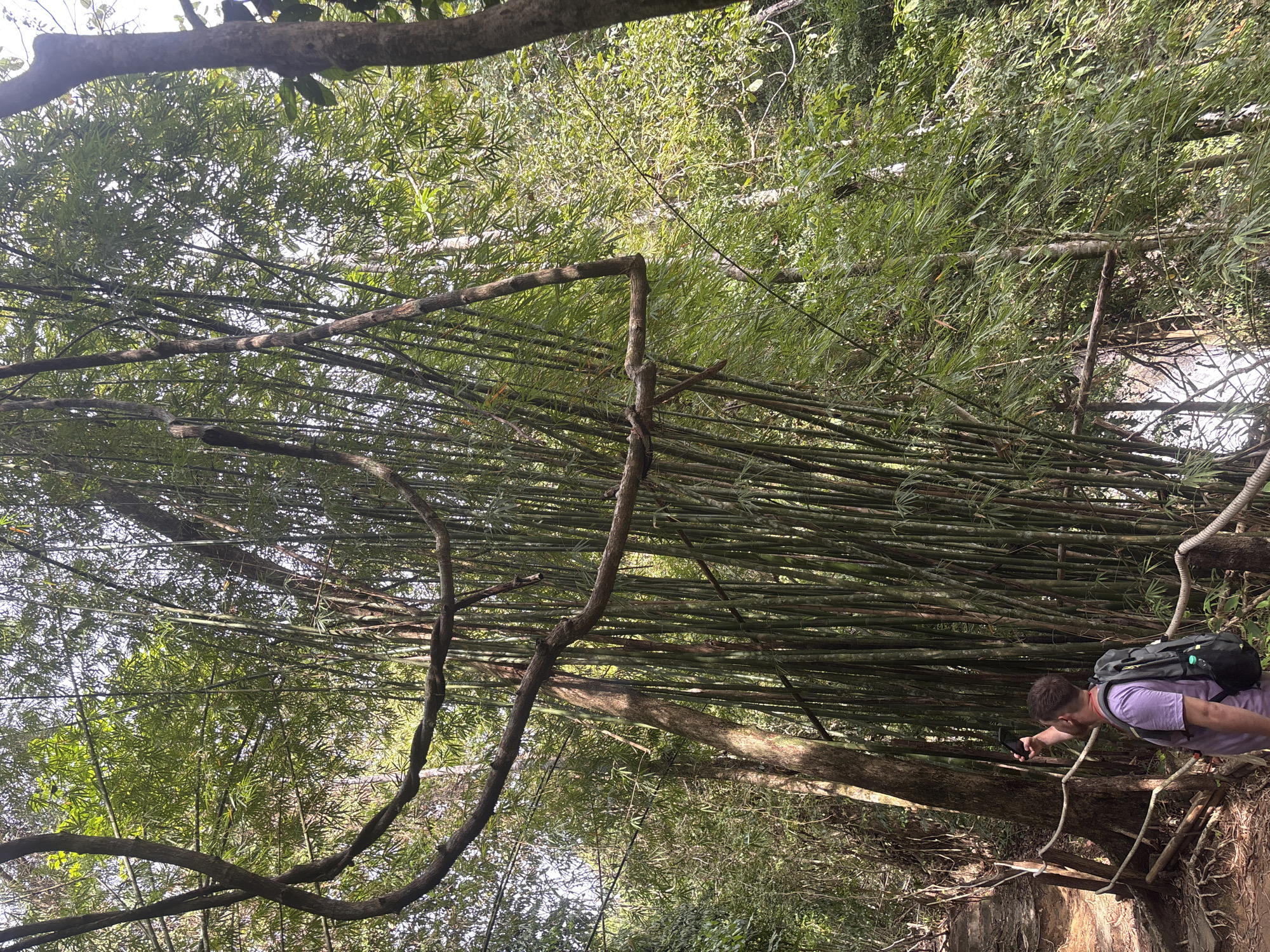 A person with a dark-haired buzz cut, wearing a lavender short-sleeved shirt, dark backpack, and appearing to hold a phone or camera, leans forward in a lush, forested environment. He seems to be taking a photograph or video. The background consists of dense bamboo stalks, trees, and vines, typical of a tropical or subtropical environment. The photograph is taken in Tambon Thai Mueang, Thailand.