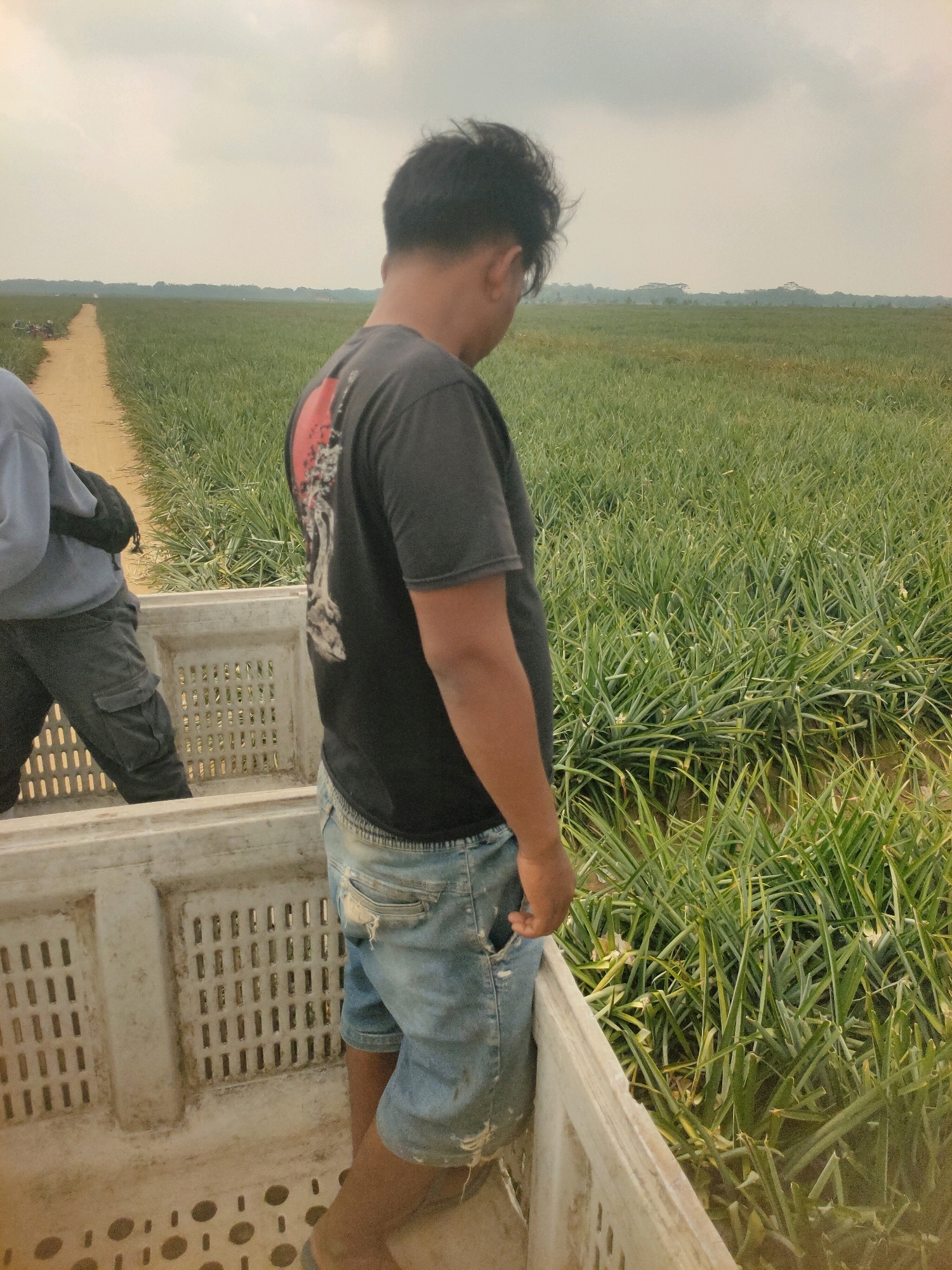 In a pineapple field, a man stands in the back of a large white crate. He is wearing a black t-shirt with a graphic design on the back, and ripped denim shorts. He is looking down and to the right. To his left, another person is partially visible, wearing a light blue long-sleeved shirt and dark cargo pants. They are standing in the same crate. The crate is white with a lattice pattern on its sides and bottom. Beyond the crate, rows of green pineapple plants stretch into the distance, with a dirt path running through them. The sky is overcast.