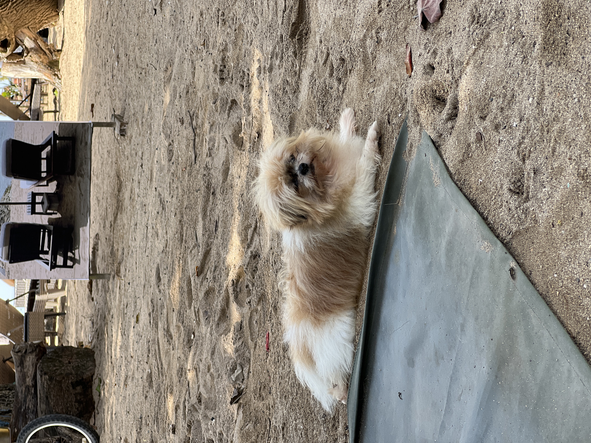 A light-colored, fluffy dog, possibly a Shih Tzu, with a mix of cream, light brown, and white fur, is the central subject of this photograph. The dog is lying down, appearing relaxed, and is looking directly towards the viewer. Its fur is slightly disheveled, and dark fur around its eyes is visible.
The dog is situated on a sandy ground, indicative of a beach or a sandy outdoor area. A dark green mat or tarp is partially visible to the dog's right, with the dog resting beside or partially on it. The sand itself shows some texture and scattered small debris, such as dried leaves.
In the mid-ground to the left, there is an outdoor seating arrangement featuring a small square table with a light-colored surface and two dark chairs. Further back, on the left side of the frame, wooden structures resembling tree trunks or rustic outdoor furniture are visible. A portion of a bicycle wheel can be seen at the bottom left corner. The scene is brightly lit by natural sunlight, suggesting it is daytime, possibly late morning or early afternoon, with some shadows visible, for example, from the table legs.
The overall setting evokes a casual, outdoor environment, consistent with a beachside location in Denpasar, Indonesia. No discernible text is visible in the image. The weather appears clear and sunny.