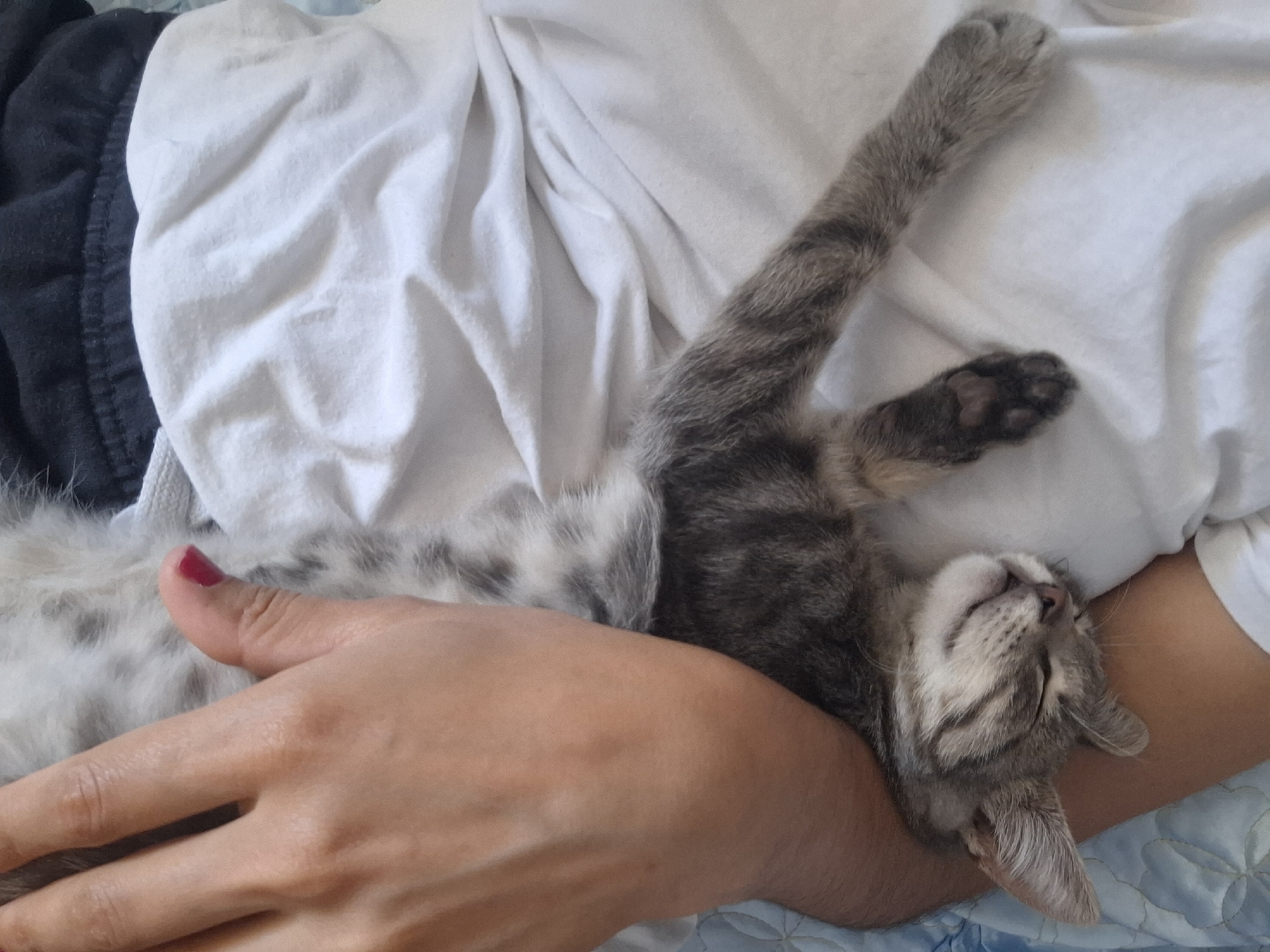 In Dubăsarii Vechi, Moldova, a tabby kitten is asleep, cradled in the arms of a person wearing a white t-shirt and black sweatpants. The kitten's eyes are closed, and its body is relaxed. The person's arm is visible, gently holding the kitten. The background consists of a white sheet, a blue blanket, and a hint of black fabric. The lighting appears natural, suggesting it might be daytime.