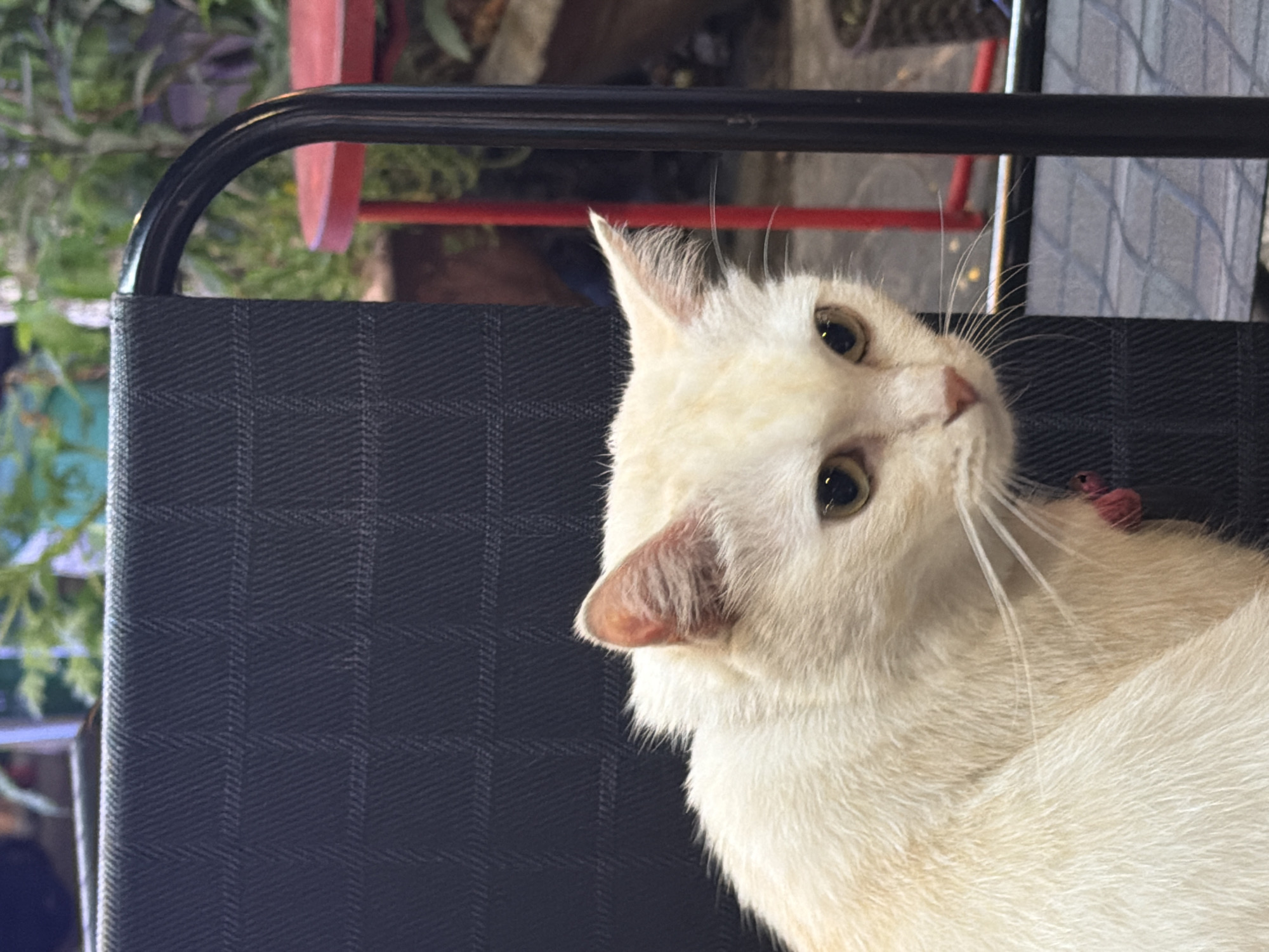 The image features a close-up, vertically oriented shot of a pale cream-colored cat. The cat is lying down on a dark, textured fabric, possibly a chair or cushion. Its head is turned towards the camera, with one ear pointed upwards and the other slightly flattened. The cat has large, expressive yellow-green eyes that are looking directly at the viewer. Its whiskers are prominent and fanned out. A small, red object, perhaps a collar charm or toy, is visible on its fur near its neck.
The background is blurred but suggests an outdoor setting, likely a patio or garden area. Green foliage is visible, along with hints of red and black furniture or structures. The lighting suggests it could be daytime, with natural light illuminating the cat's face. The overall mood is relaxed and curious, as the cat appears to be posing or observing its surroundings. There is no visible text in the image. The context provided indicates the location is Đà Nẵng, Vietnam.