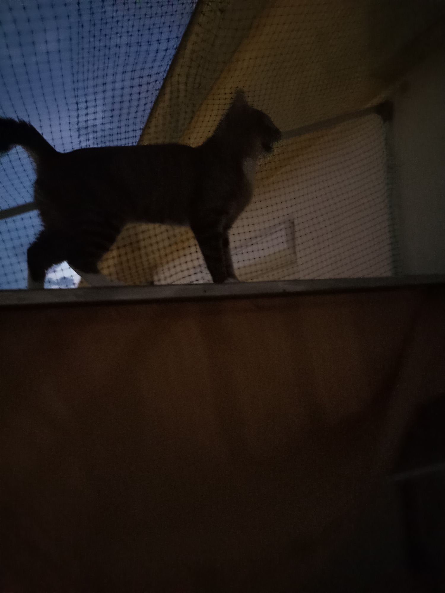 The image shows a tabby cat standing on a wooden ledge. The cat is silhouetted against a blue, grid-like background, possibly a net enclosure, with some wood framing visible. The lighting is dim, and the overall impression is of a domestic setting. There is no visible indication of the location being in Warsaw, Poland.